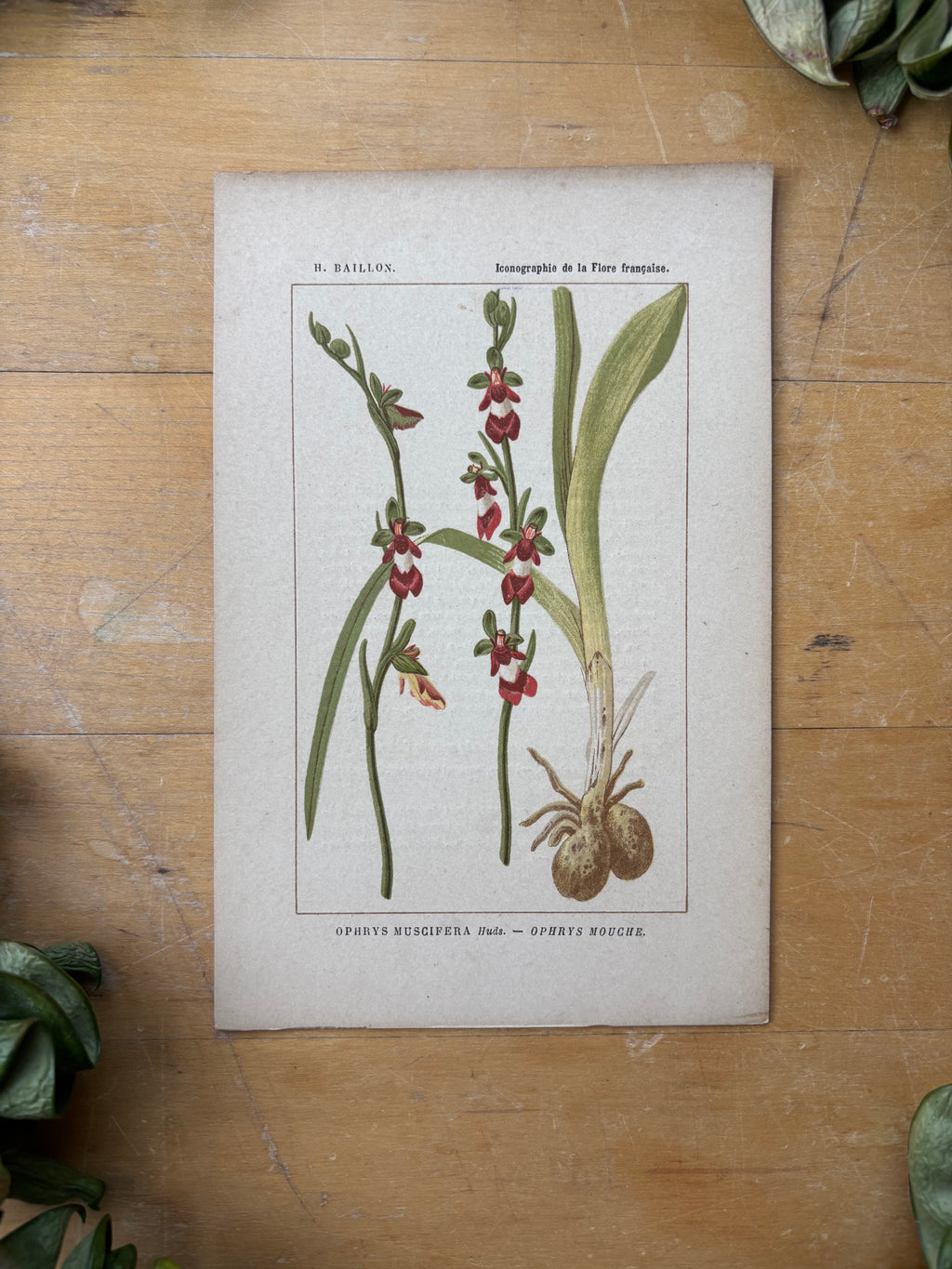 H. Baillon Floral - Ophrys Muscifera Ophrys Mouche