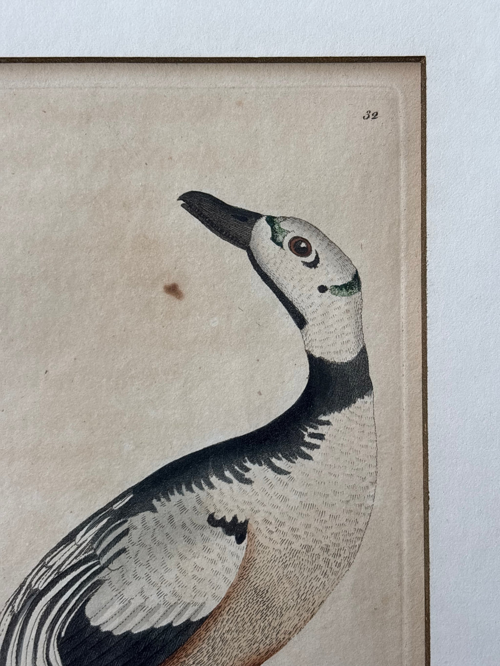 Antique Western Duck Etching