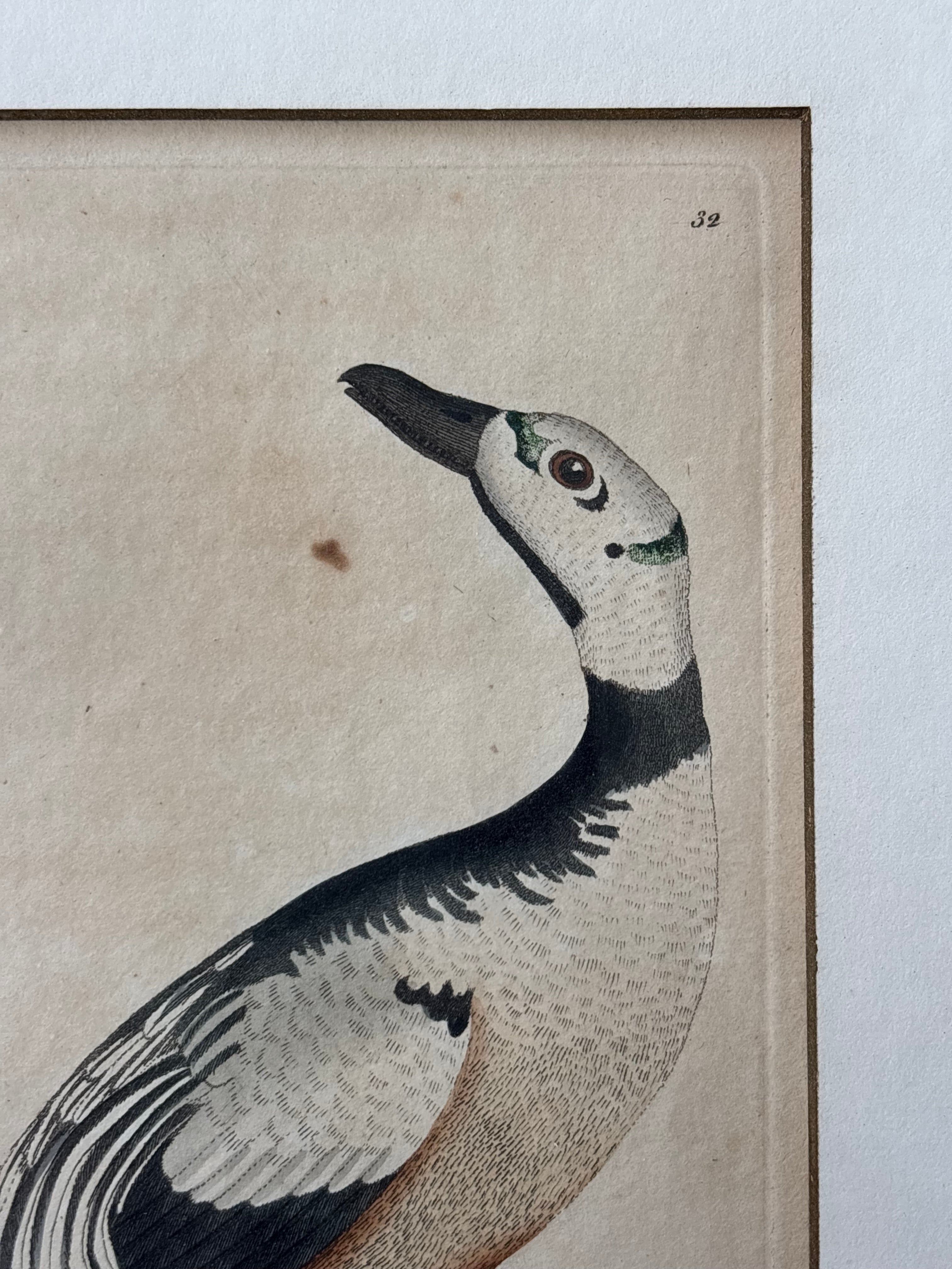 Antique Western Duck Etching