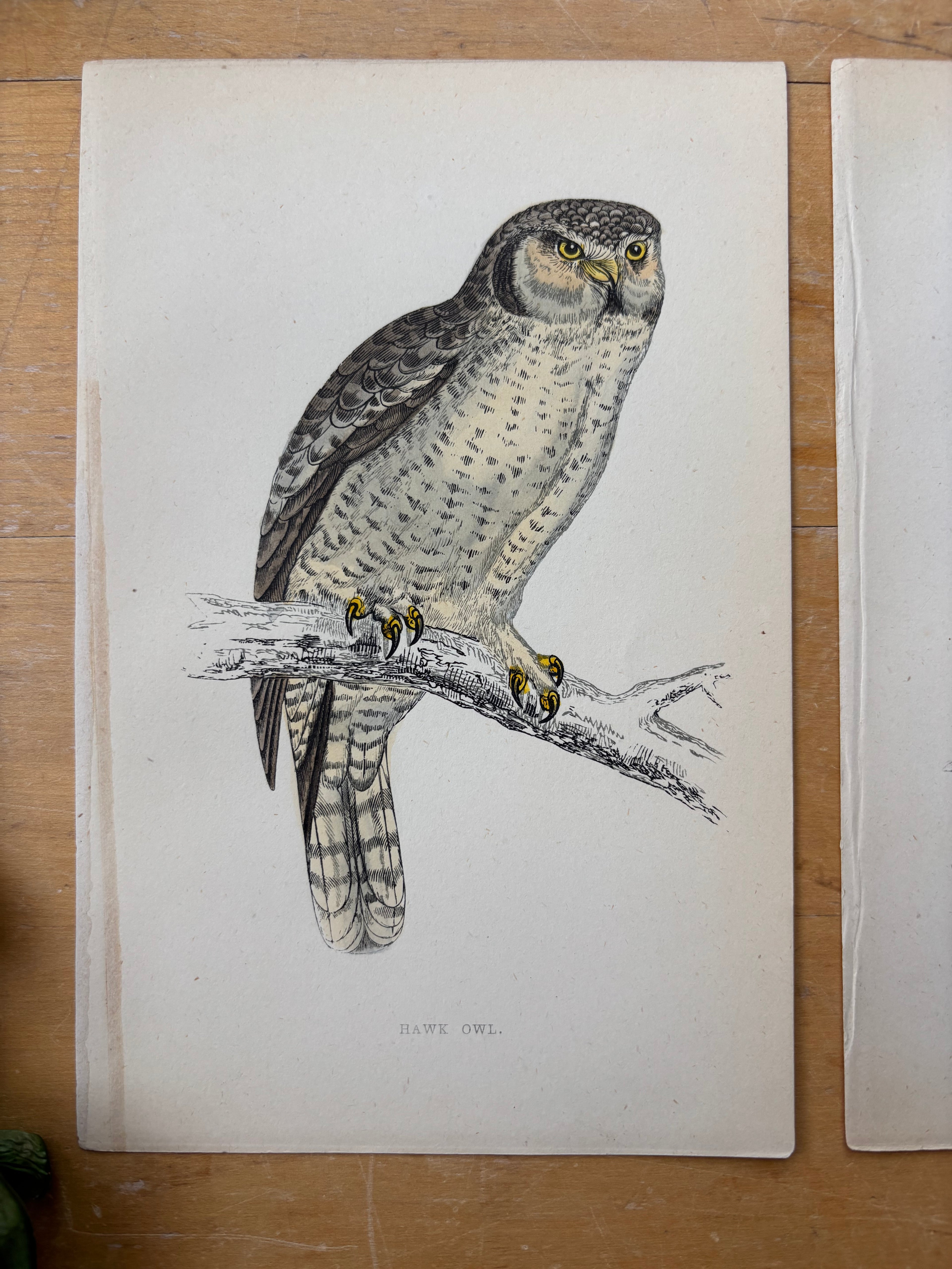 Antique Hand Colored Hawk Owl Etching
