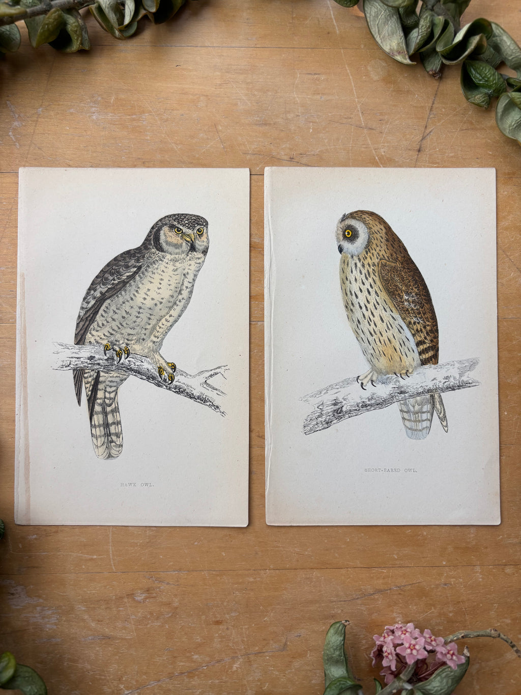 Antique Hand Colored Hawk Owl Etching