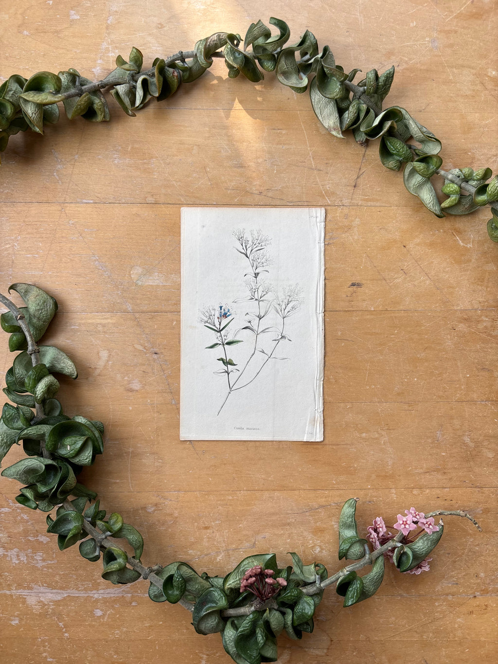Antique Floral Etching, Cunila-Mariana