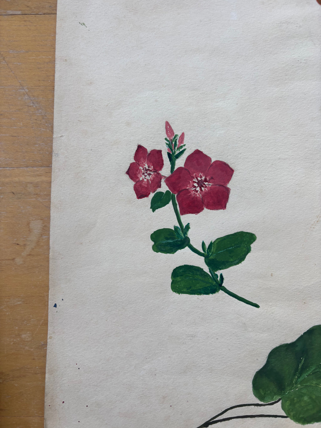 Morning Glory and Nasturtium Watercolor Study