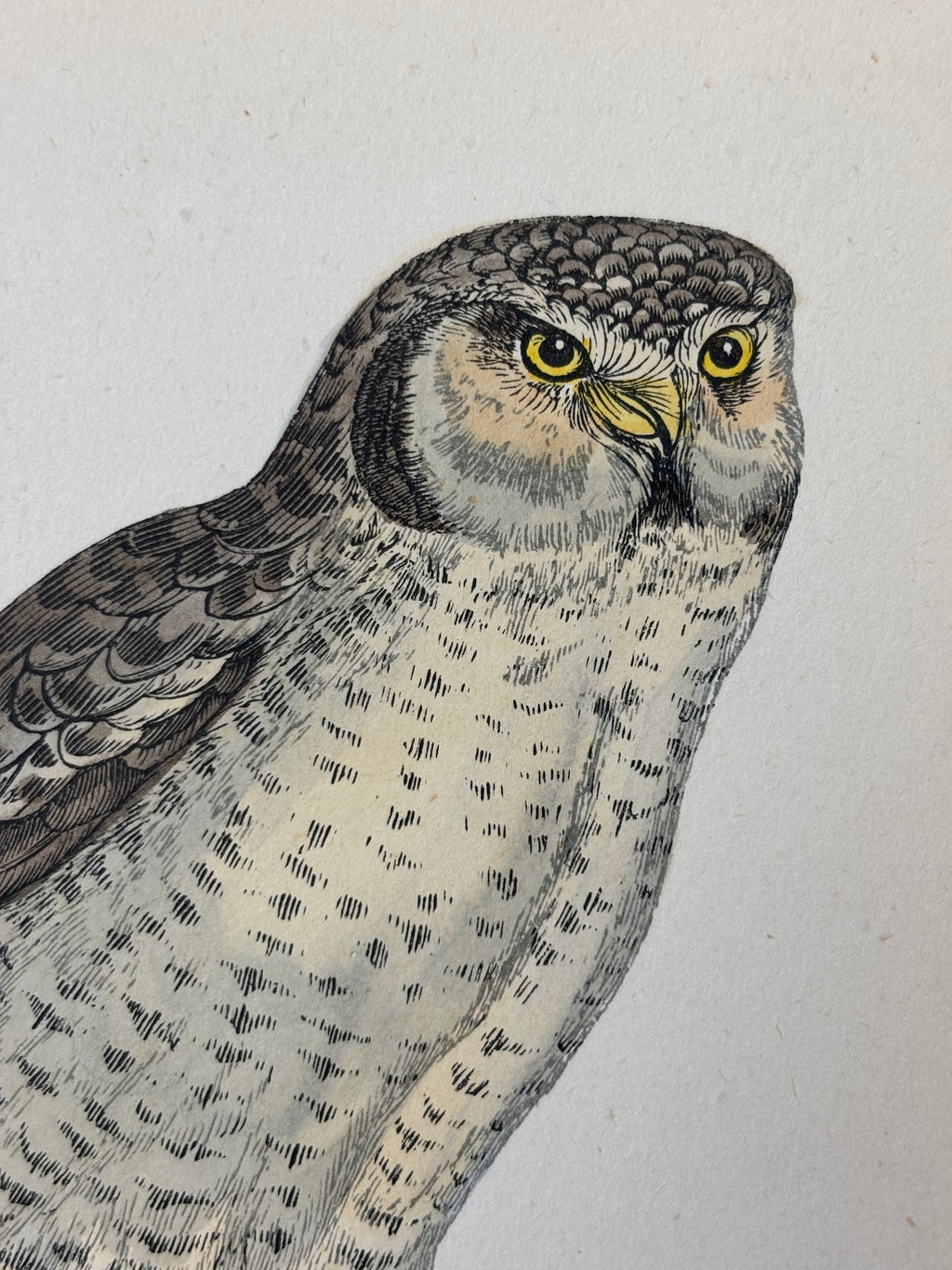 Antique Hand Colored Hawk Owl Etching