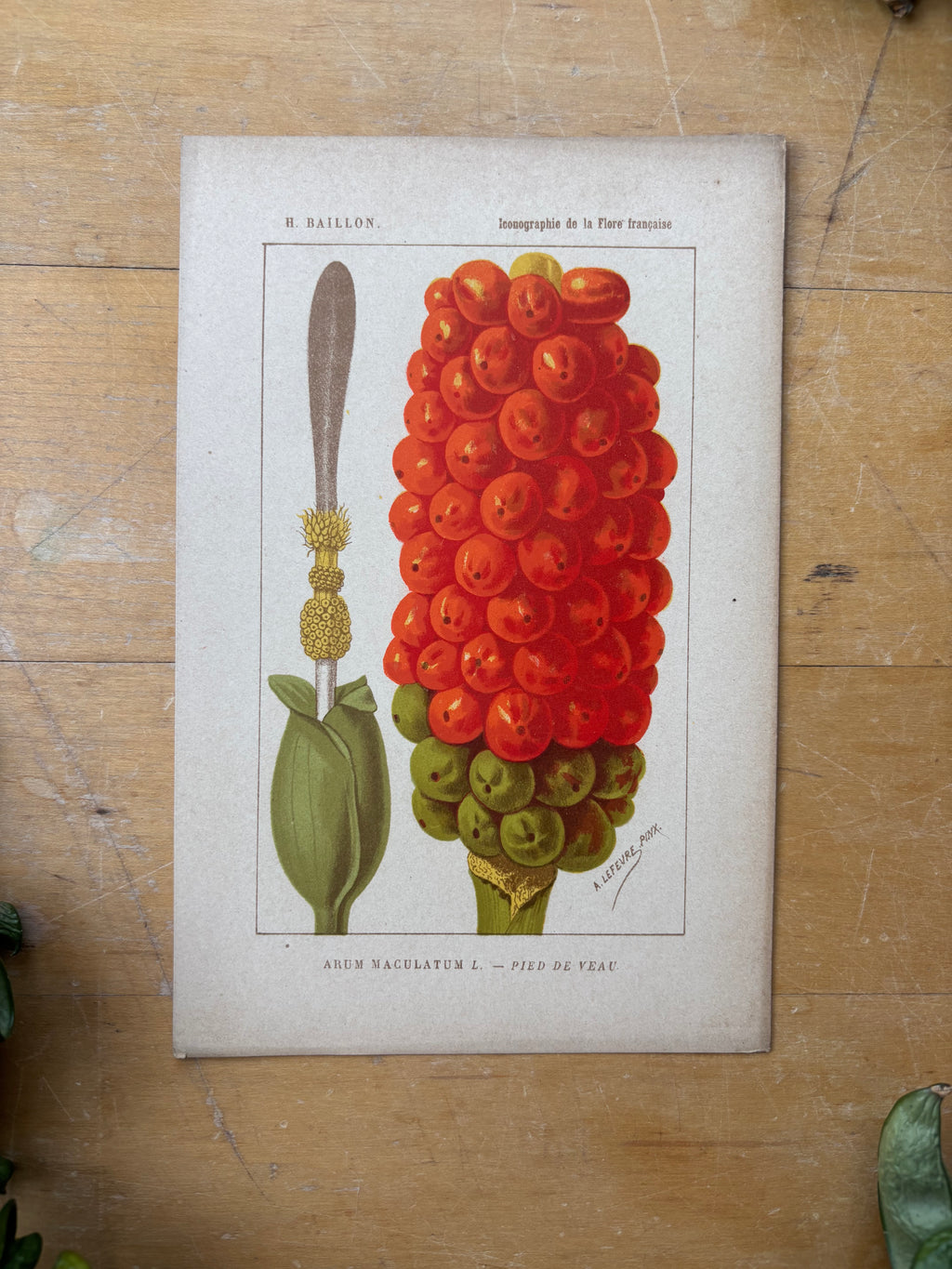 H. Baillon Floral - Arum Maculatum Pied de Veau