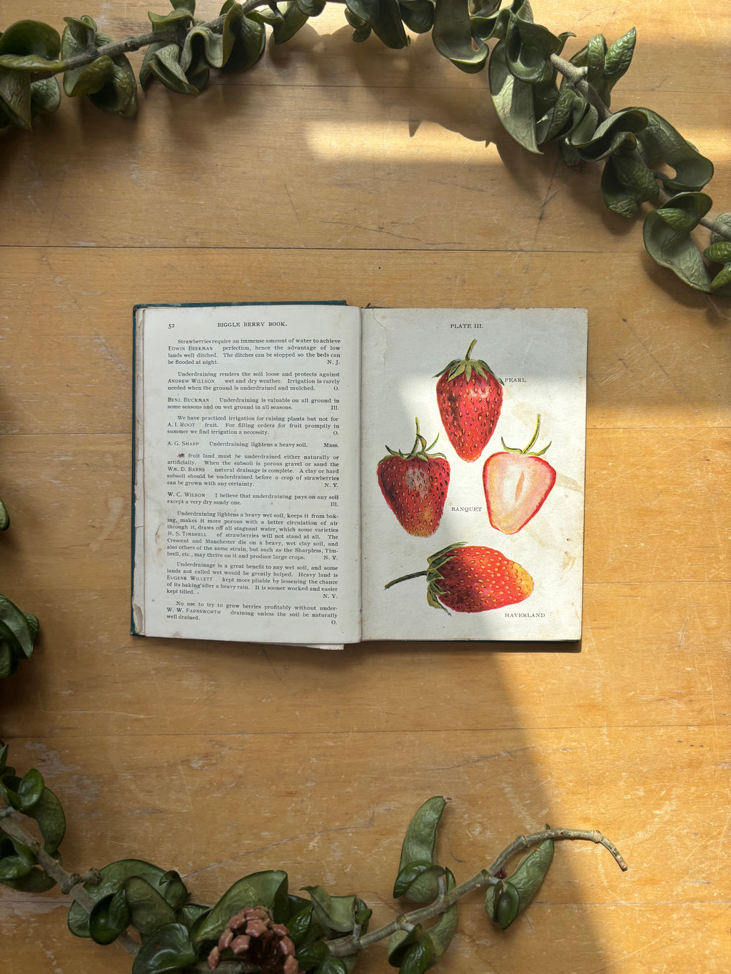 Biggle Berry Book