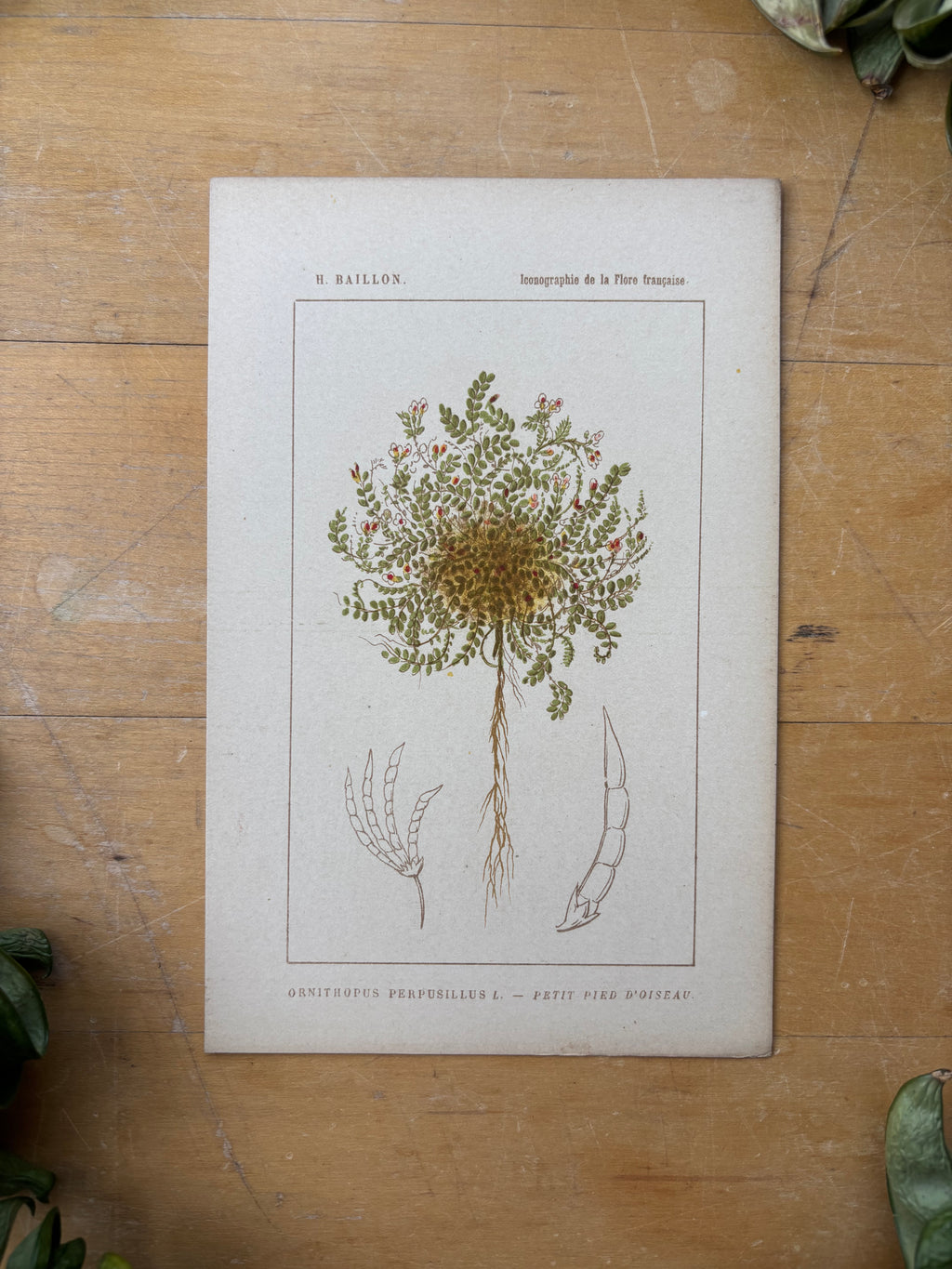 H. Baillon Floral - Ornithopus Perpusillus petit Pied D'oiseau