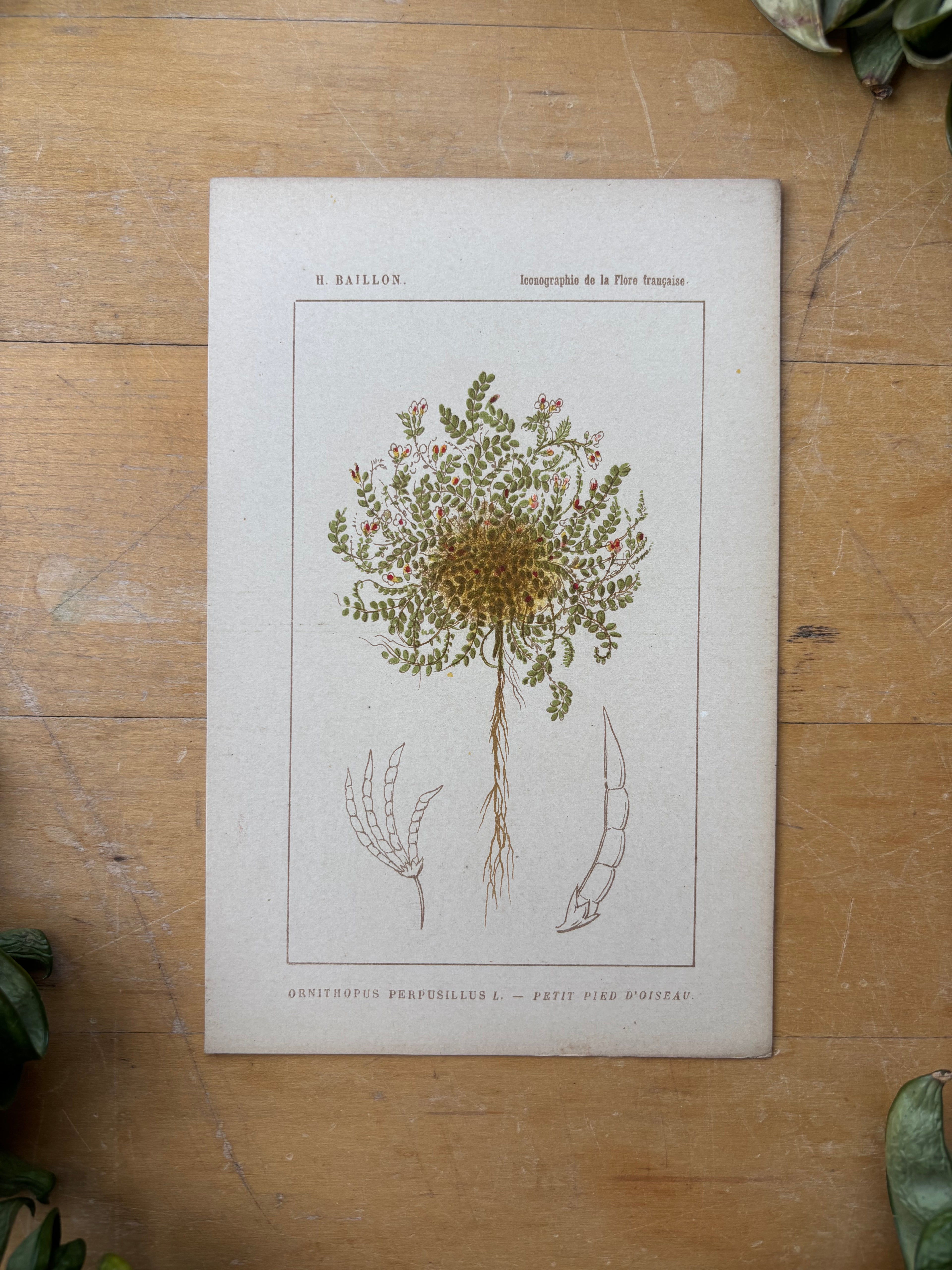 H. Baillon Floral - Ornithopus Perpusillus petit Pied D'oiseau