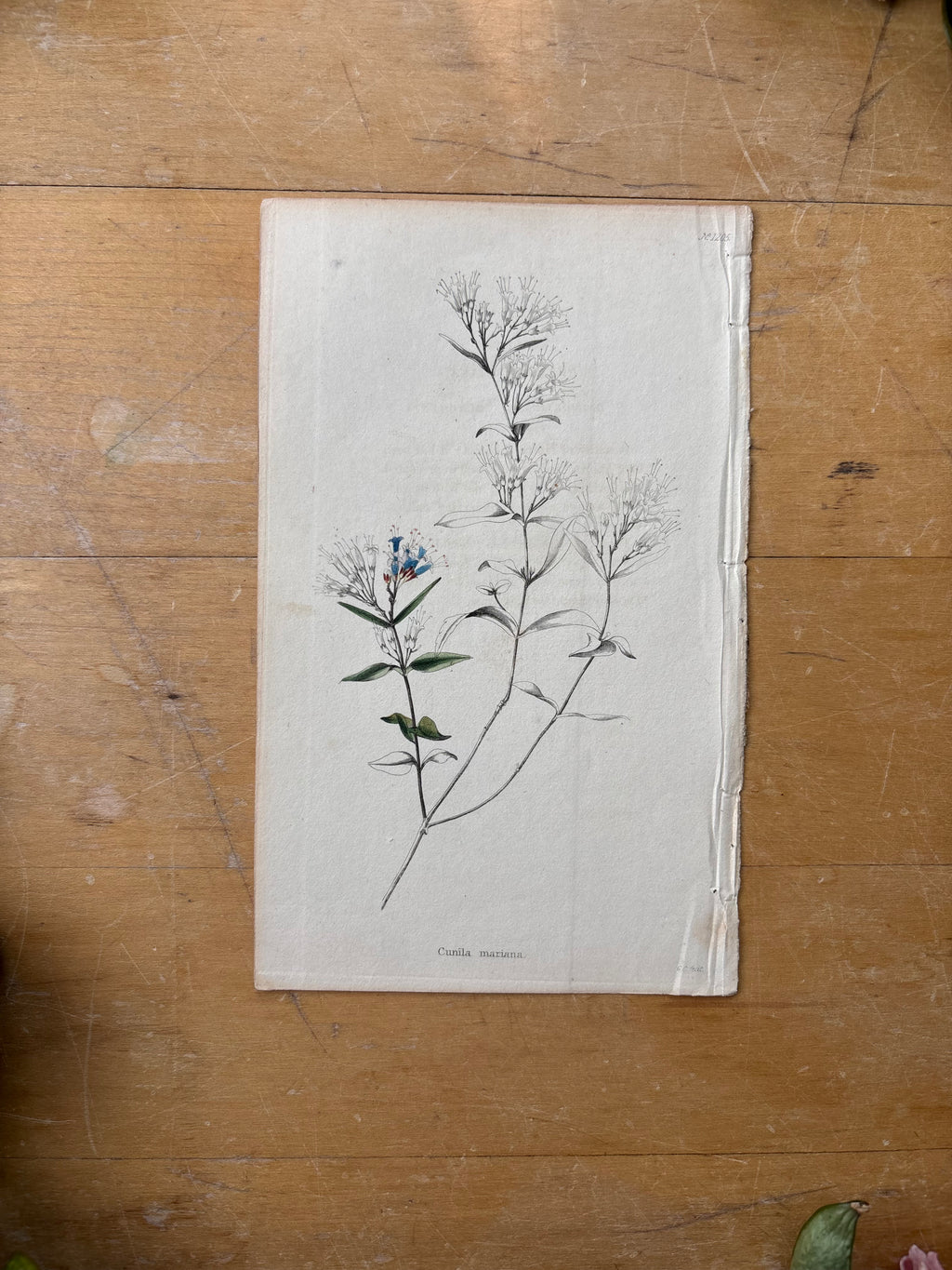 Antique Floral Etching, Cunila-Mariana