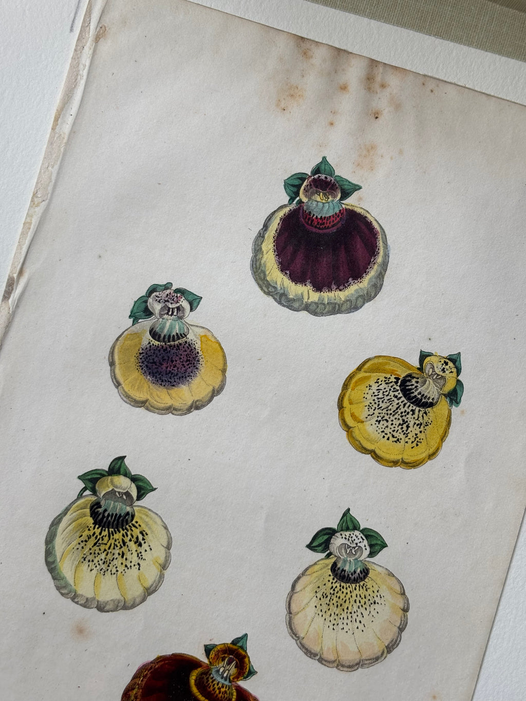 Calceolaris Seedling Hand-Painted Etching