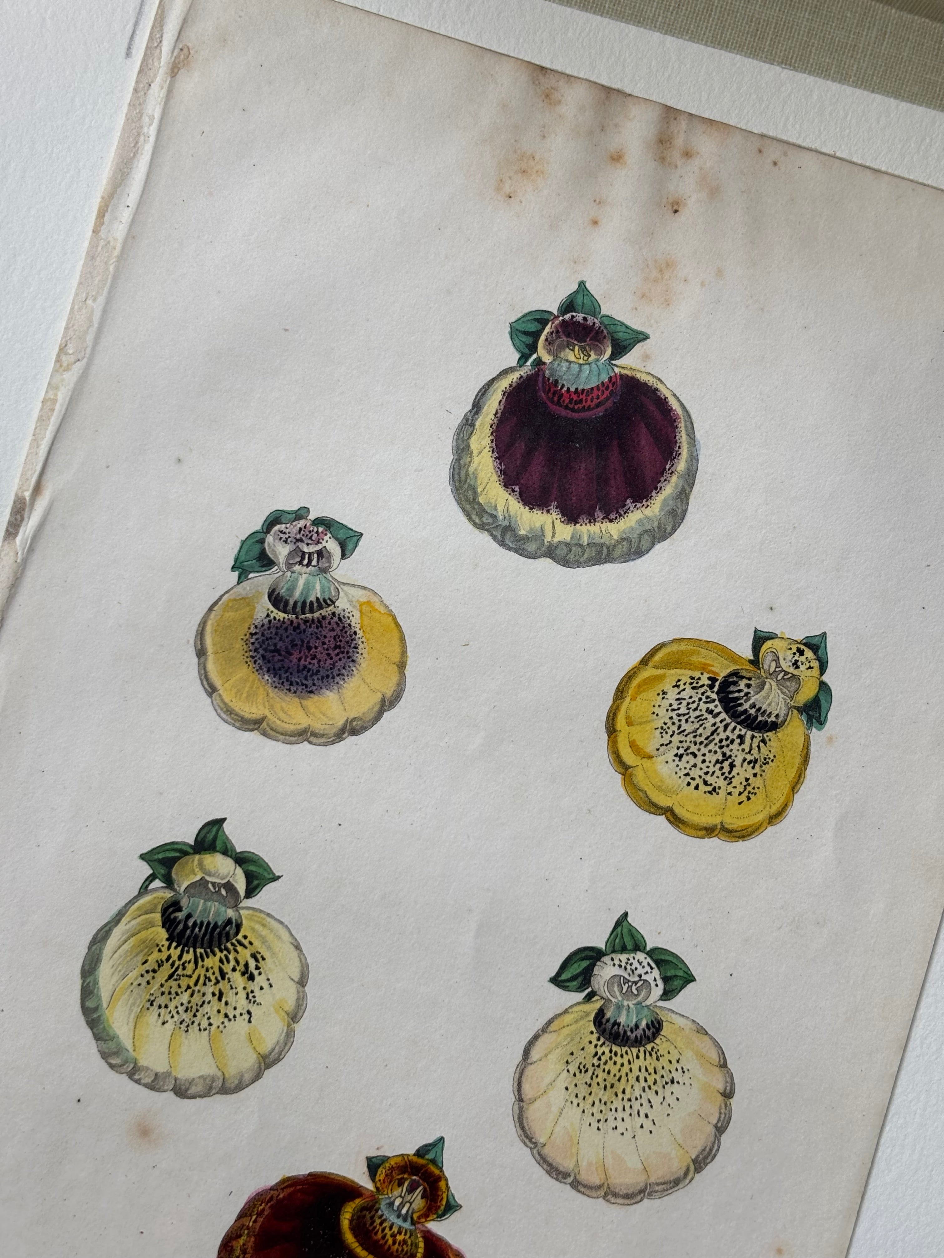 Calceolaris Seedling Hand-Painted Etching