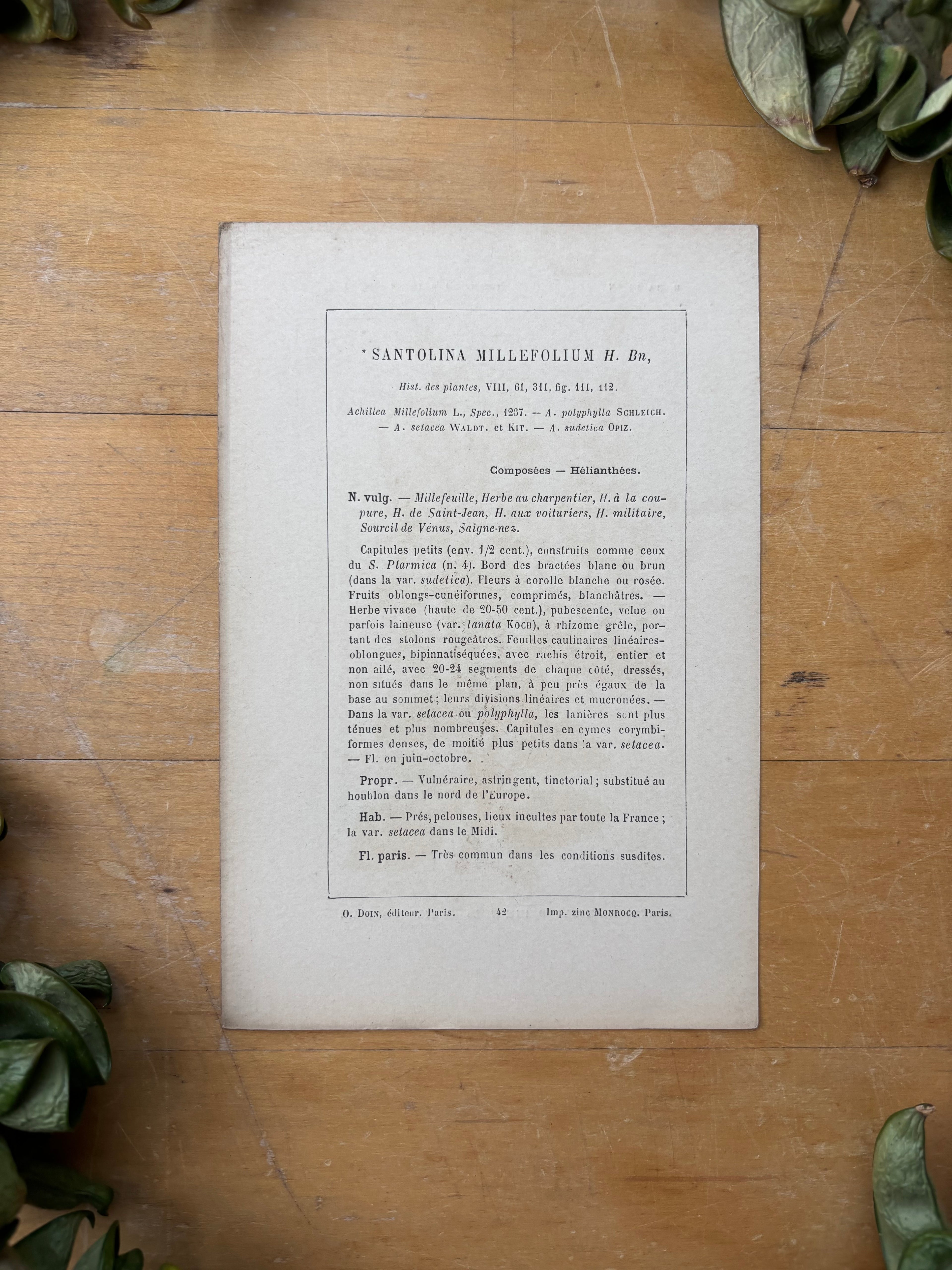 H. Baillon Floral - Santolina Millefolium Millefeuille
