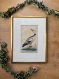 Antique Western Duck Etching