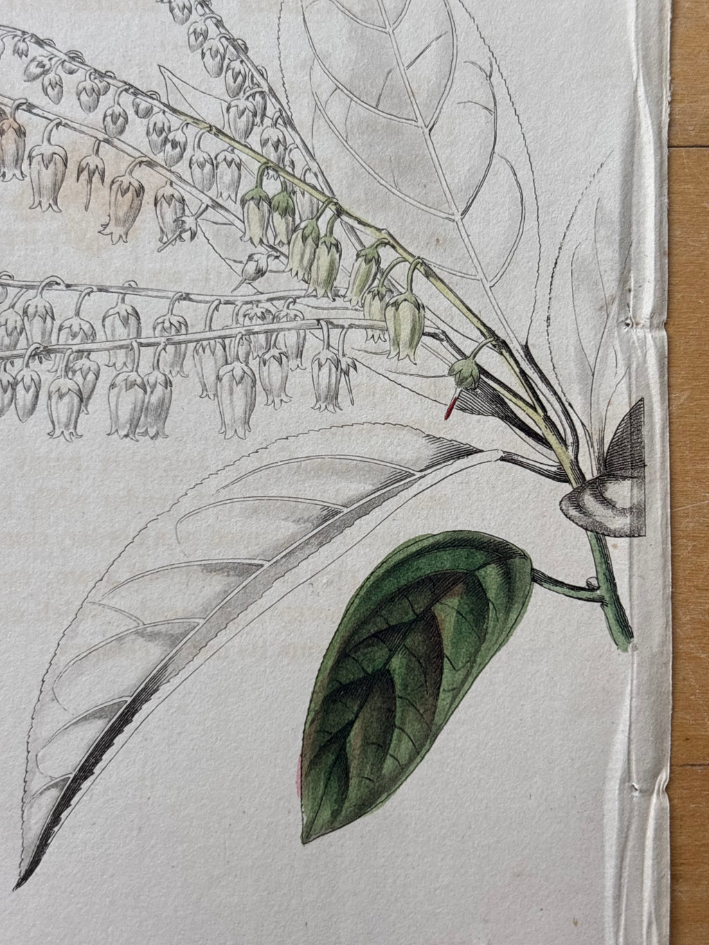 Antique Floral Etching, Andromeda Arborea