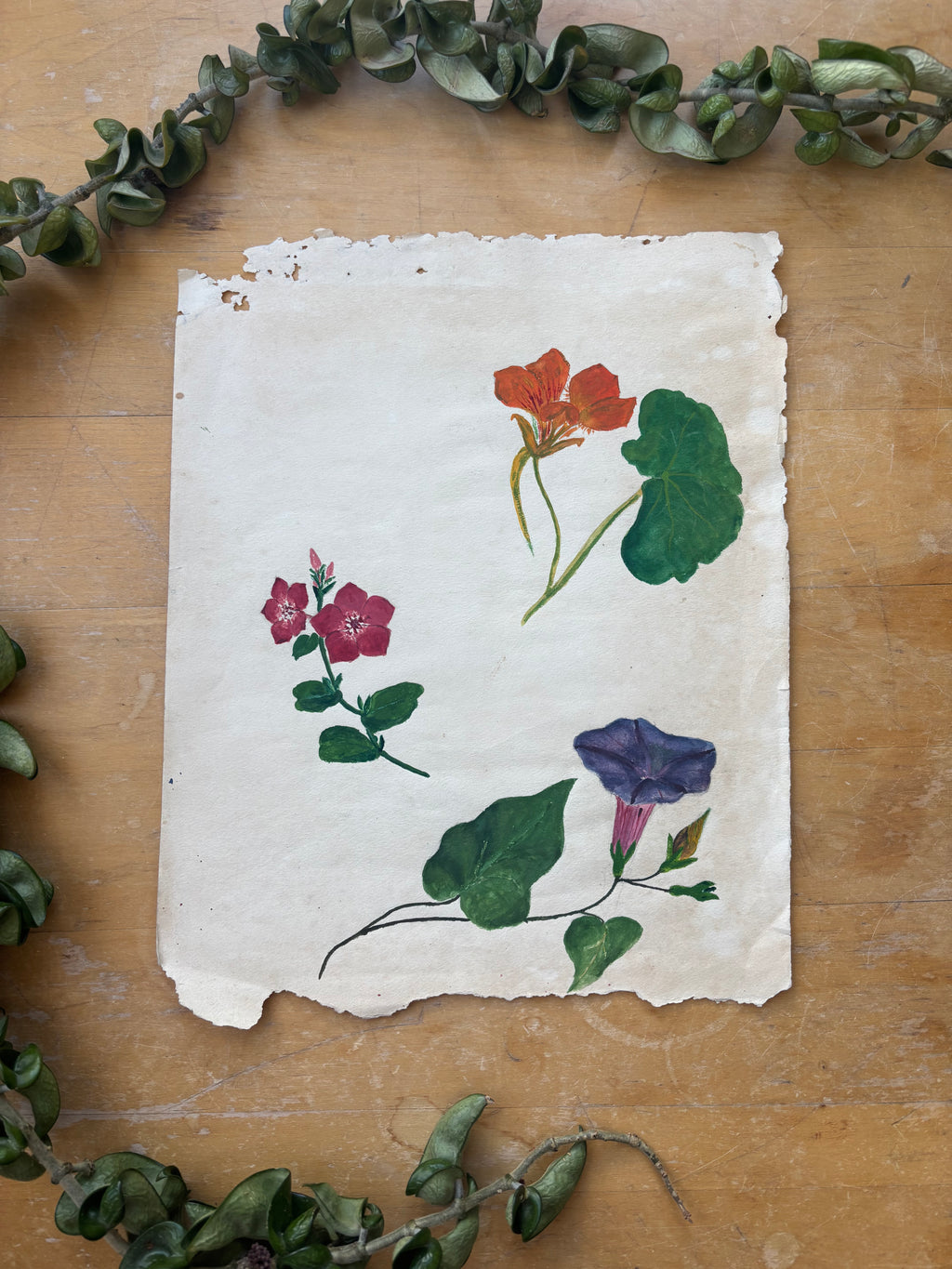 Morning Glory and Nasturtium Watercolor Study