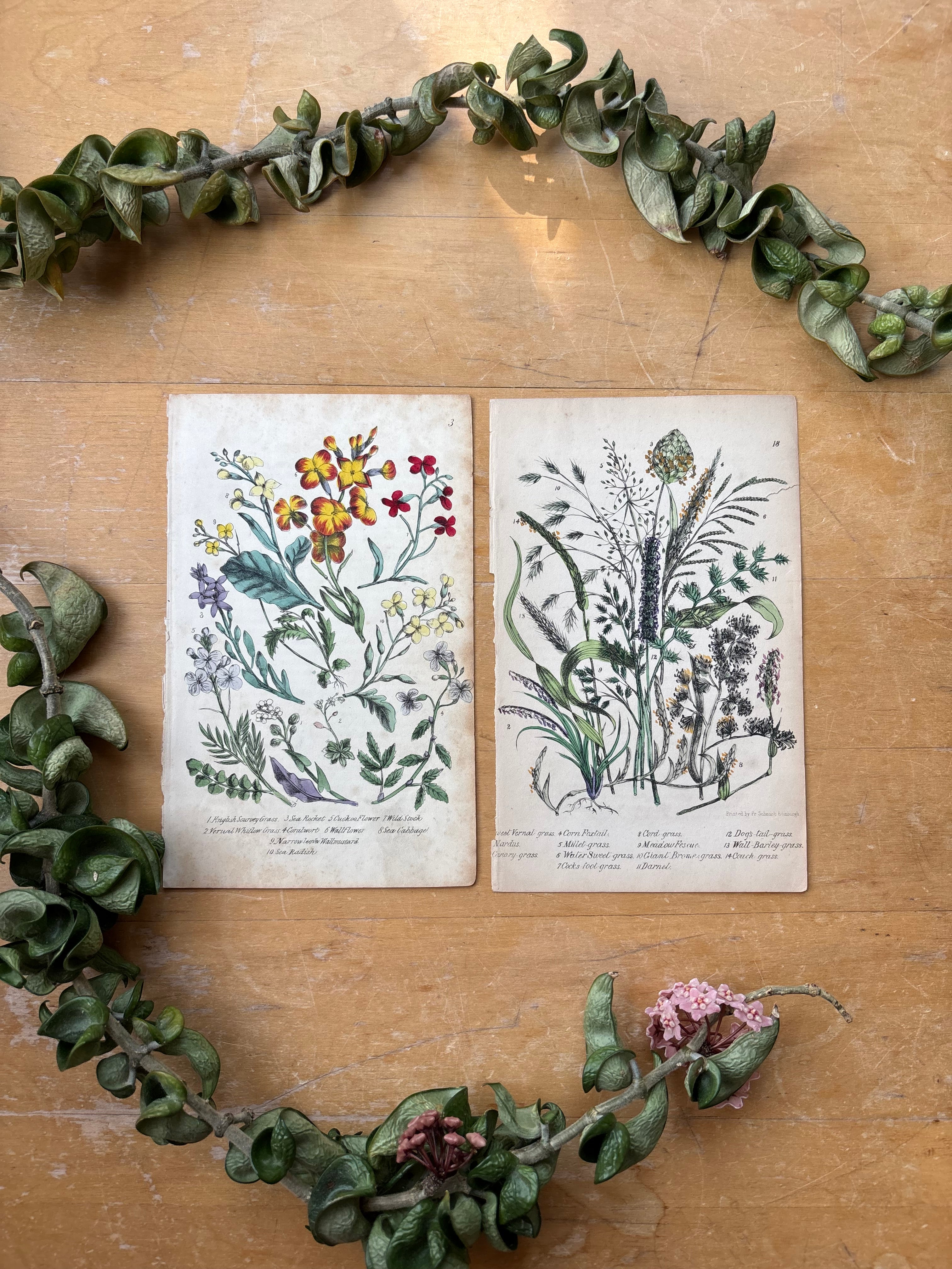 Antique Hand Colored Grasses Book Plate