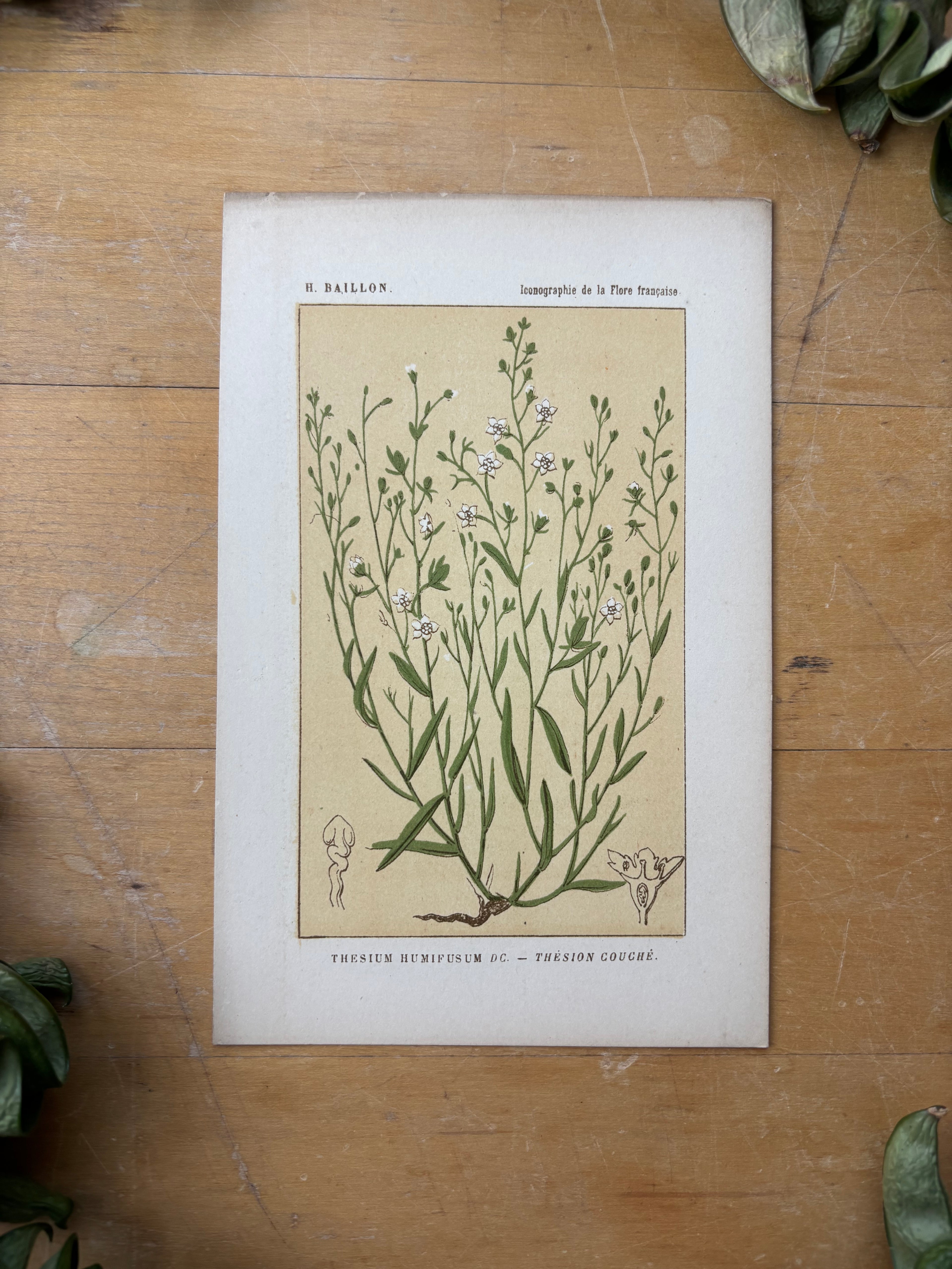 H. Baillon Floral - Thesium Humifusum Thesion Couche