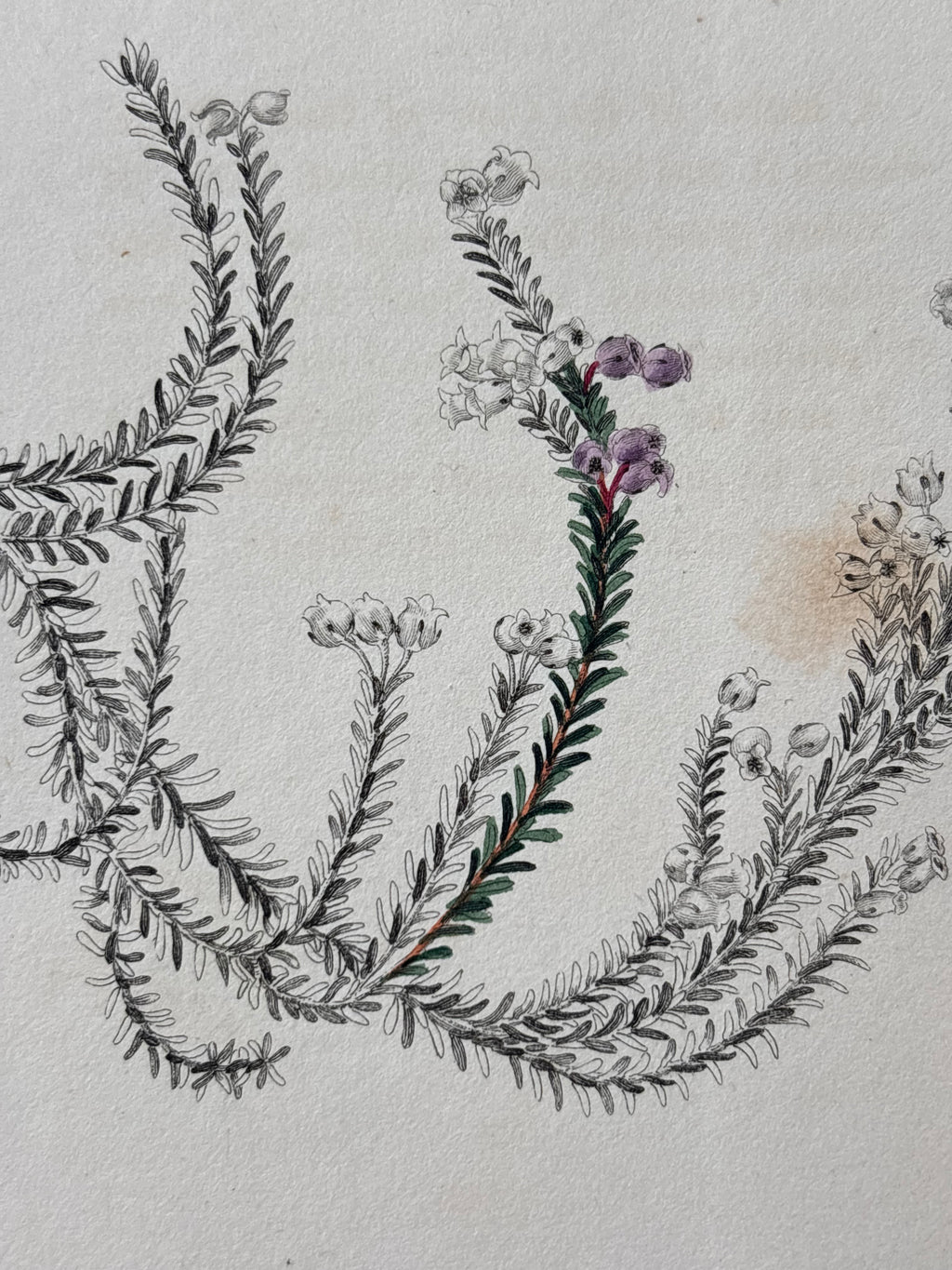 Antique Floral Etching, Erica Muscosoides