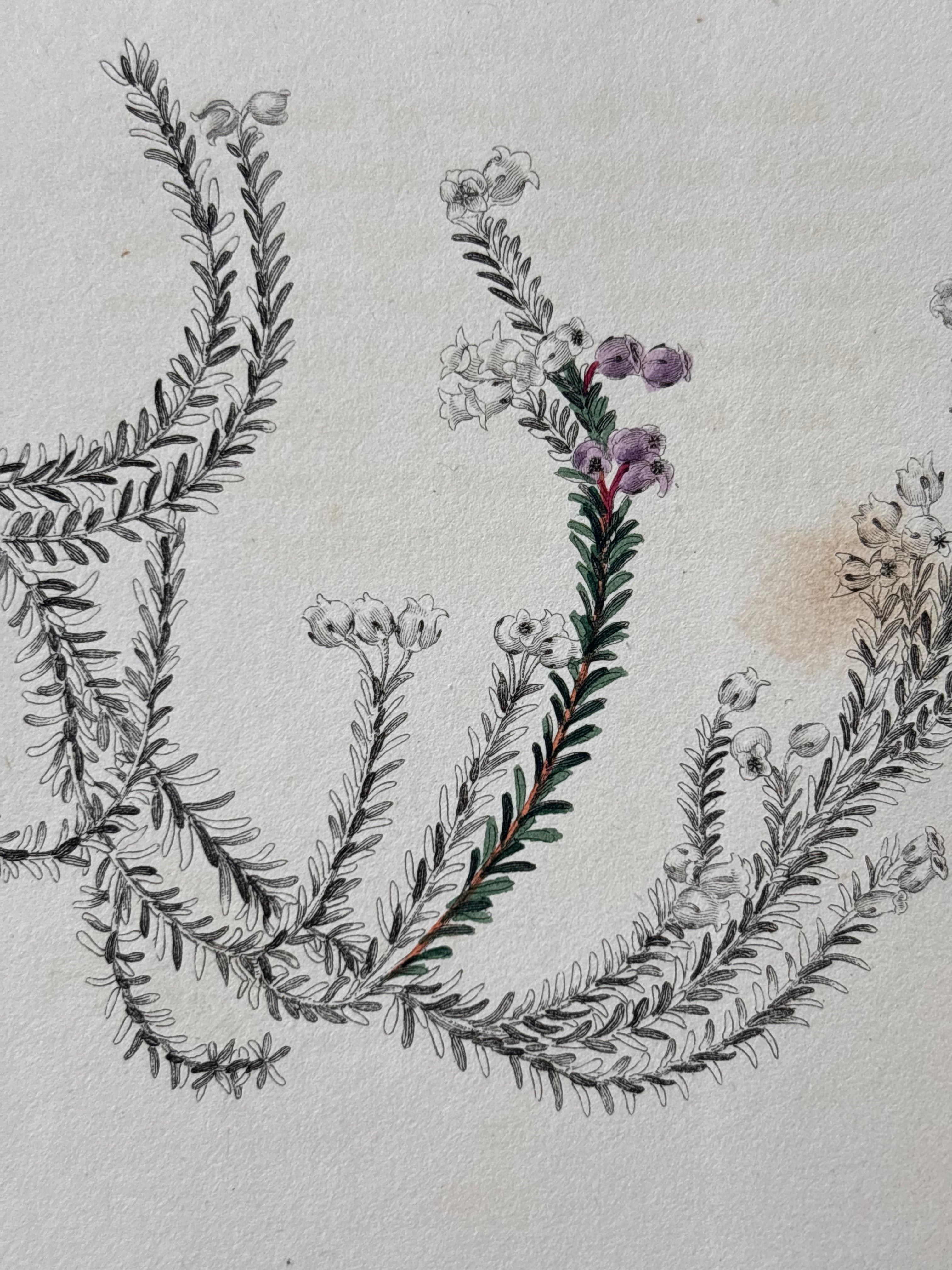 Antique Floral Etching, Erica Muscosoides