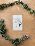 Antique Floral Etching, Andromeda Arborea