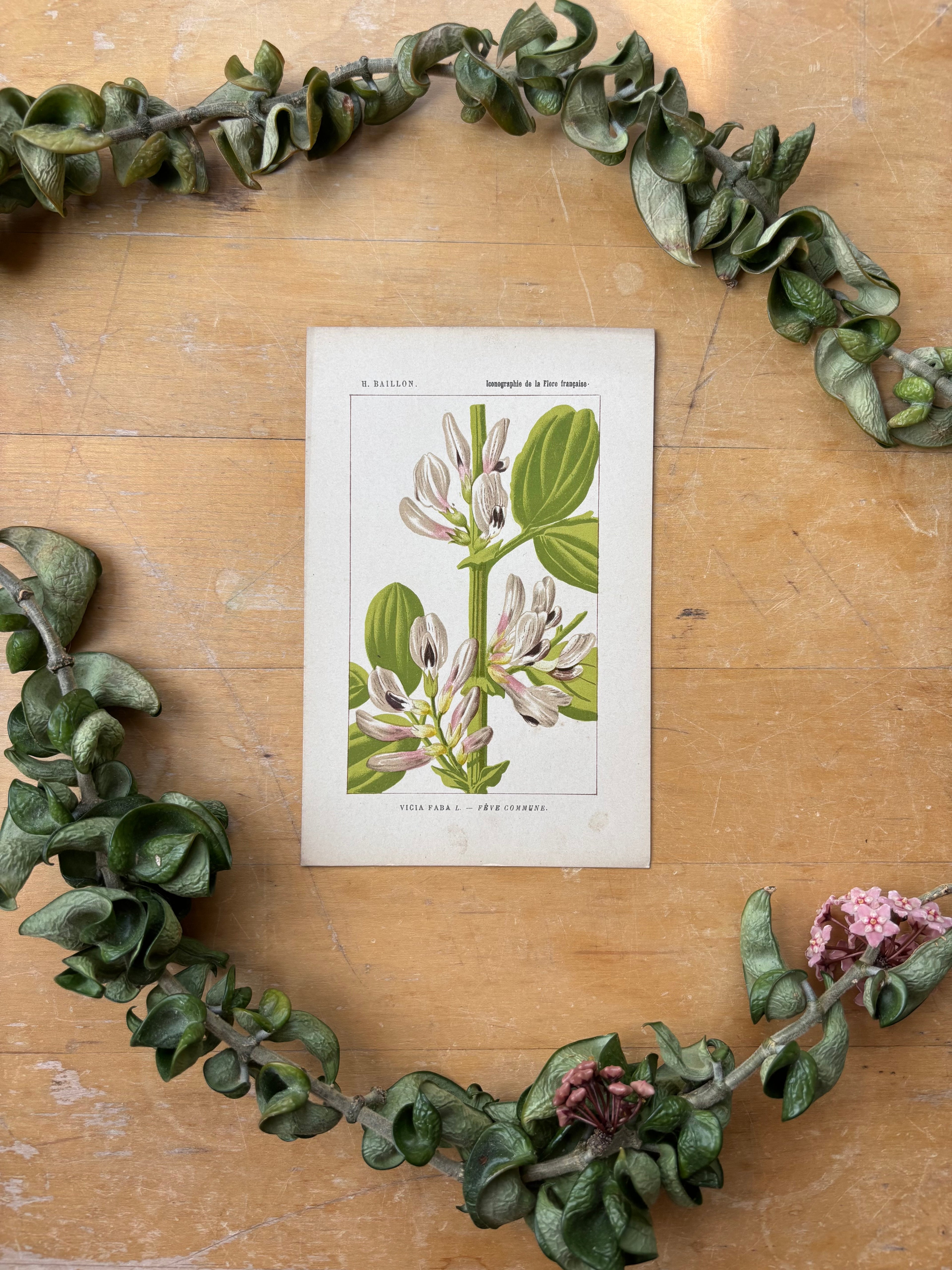 H. Baillon Floral - Vicia Faba Feve Commune
