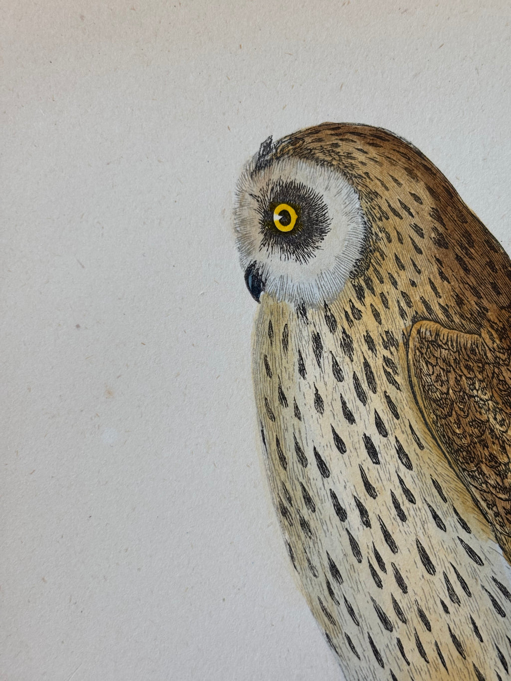 Antique Hand Colored Short-Eared Owl Etching