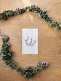 Antique Floral Etching, Erica Muscosoides