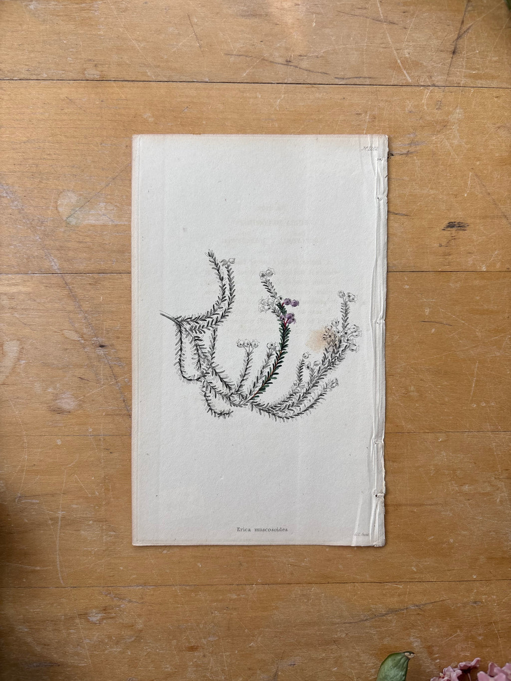Antique Floral Etching, Erica Muscosoides