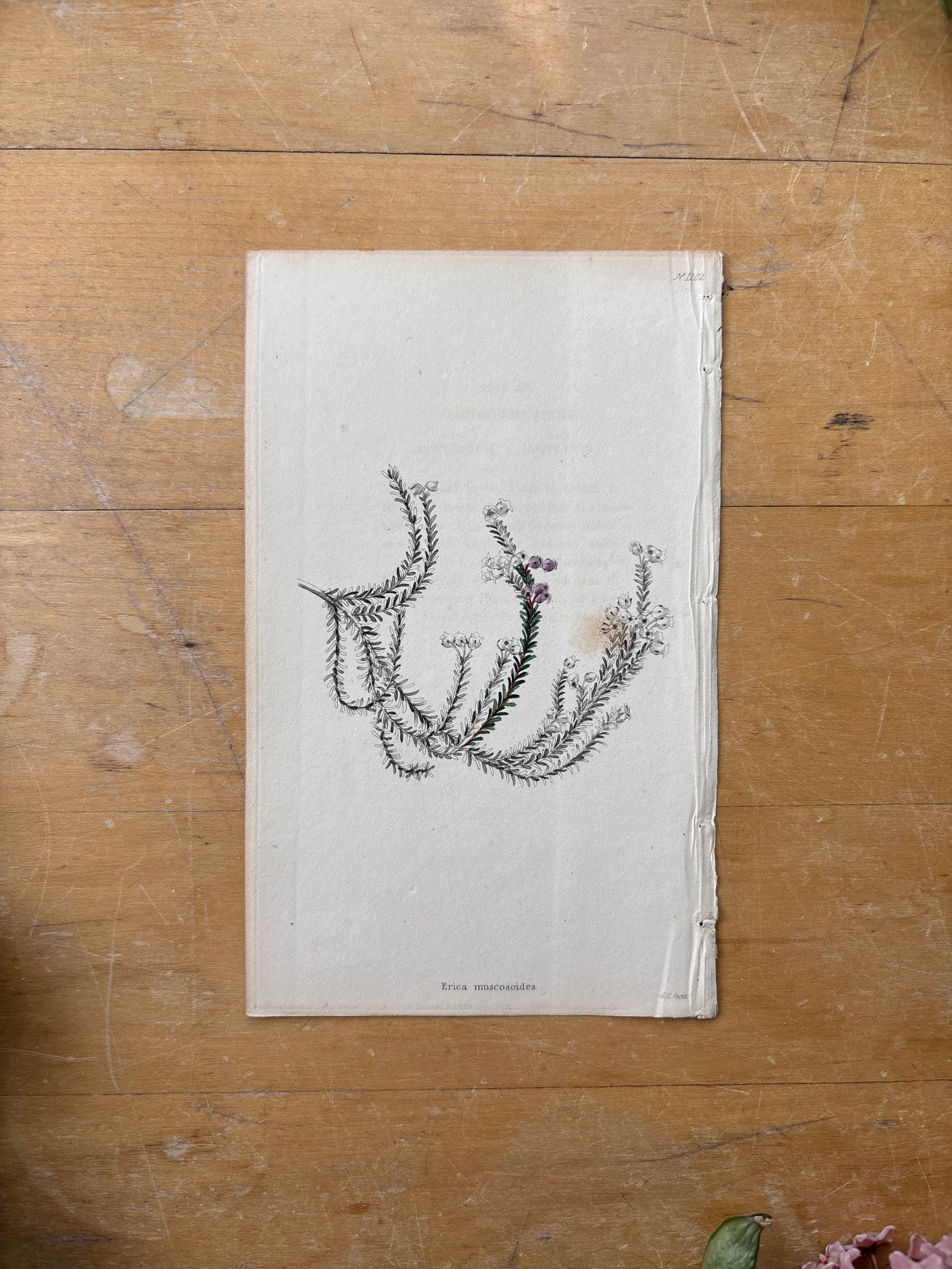 Antique Floral Etching, Erica Muscosoides