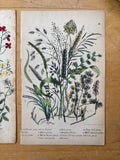 Antique Hand Colored Grasses Book Plate