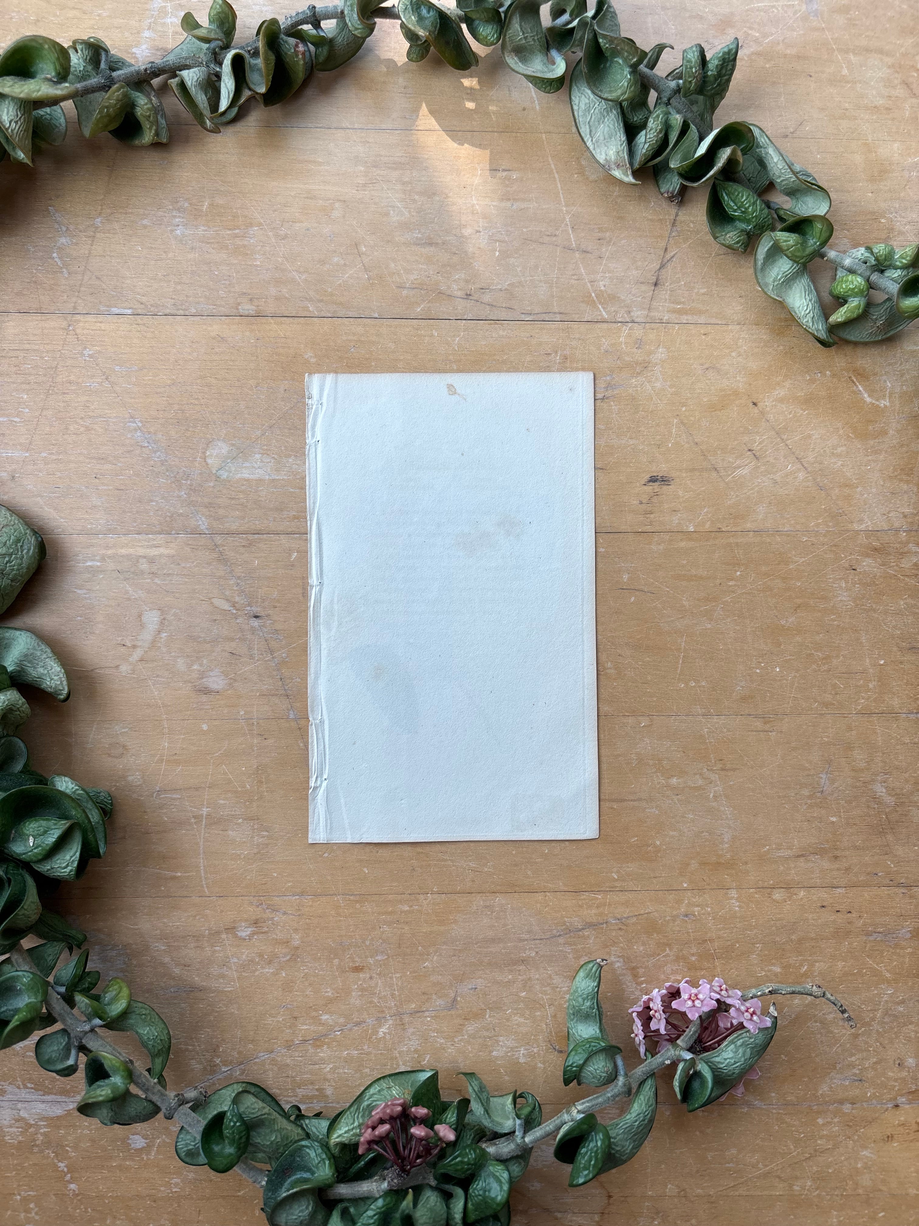 Antique Floral Etching, Andromeda Arborea