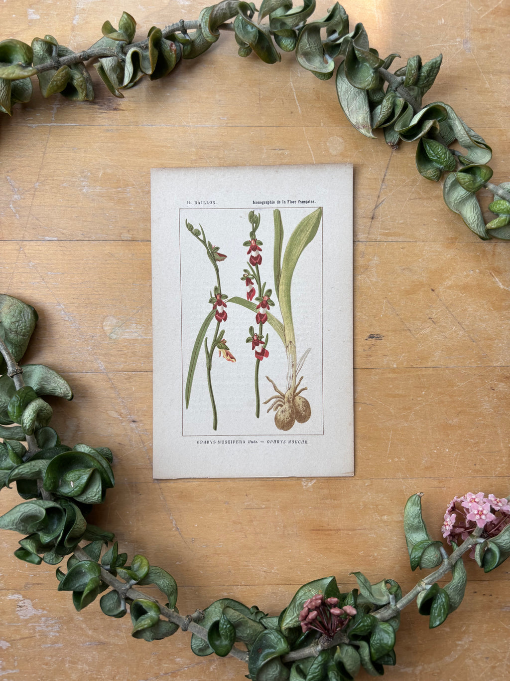H. Baillon Floral - Ophrys Muscifera Ophrys Mouche