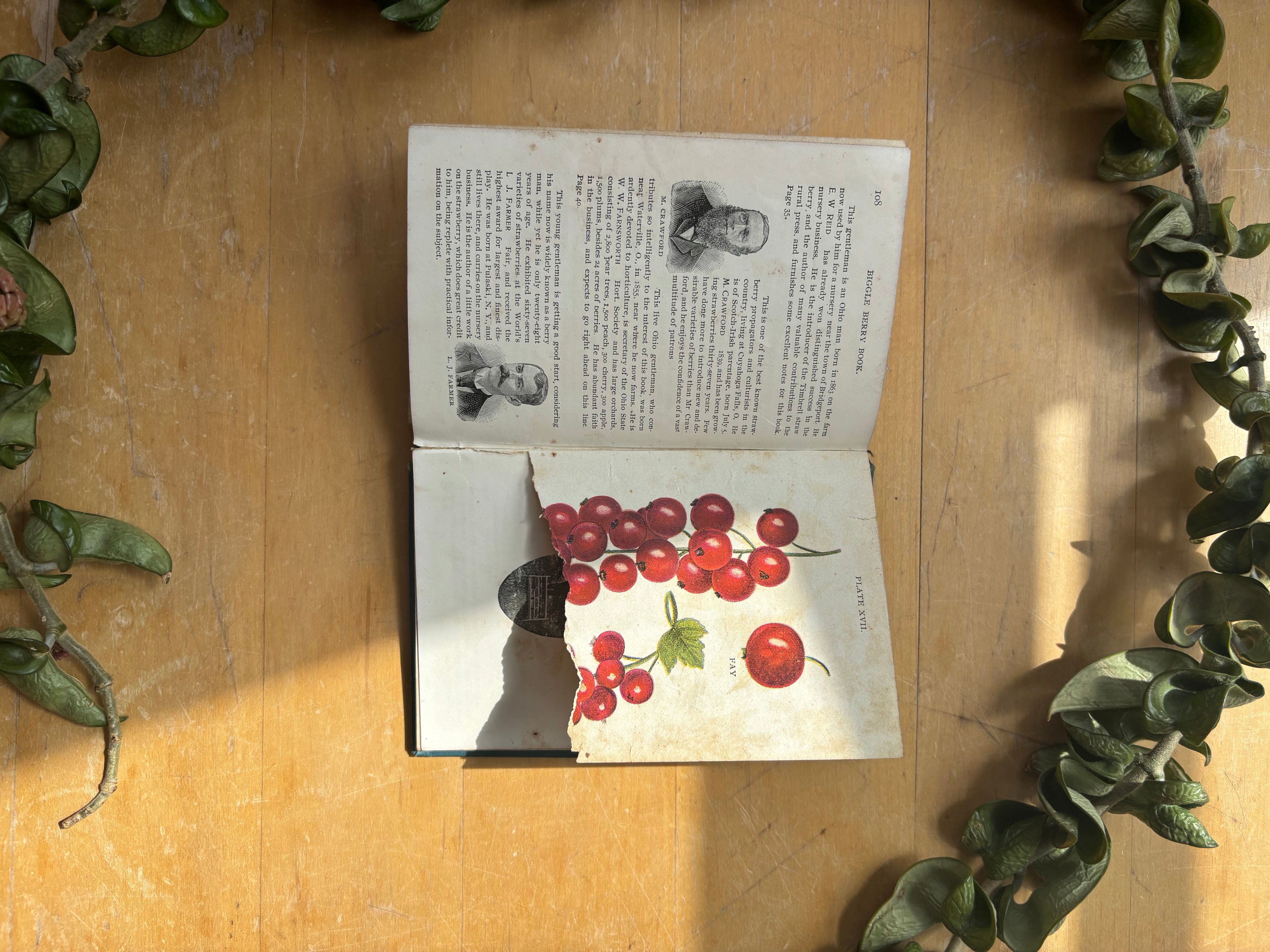 Biggle Berry Book