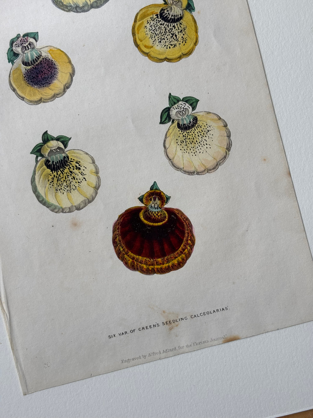 Calceolaris Seedling Hand-Painted Etching