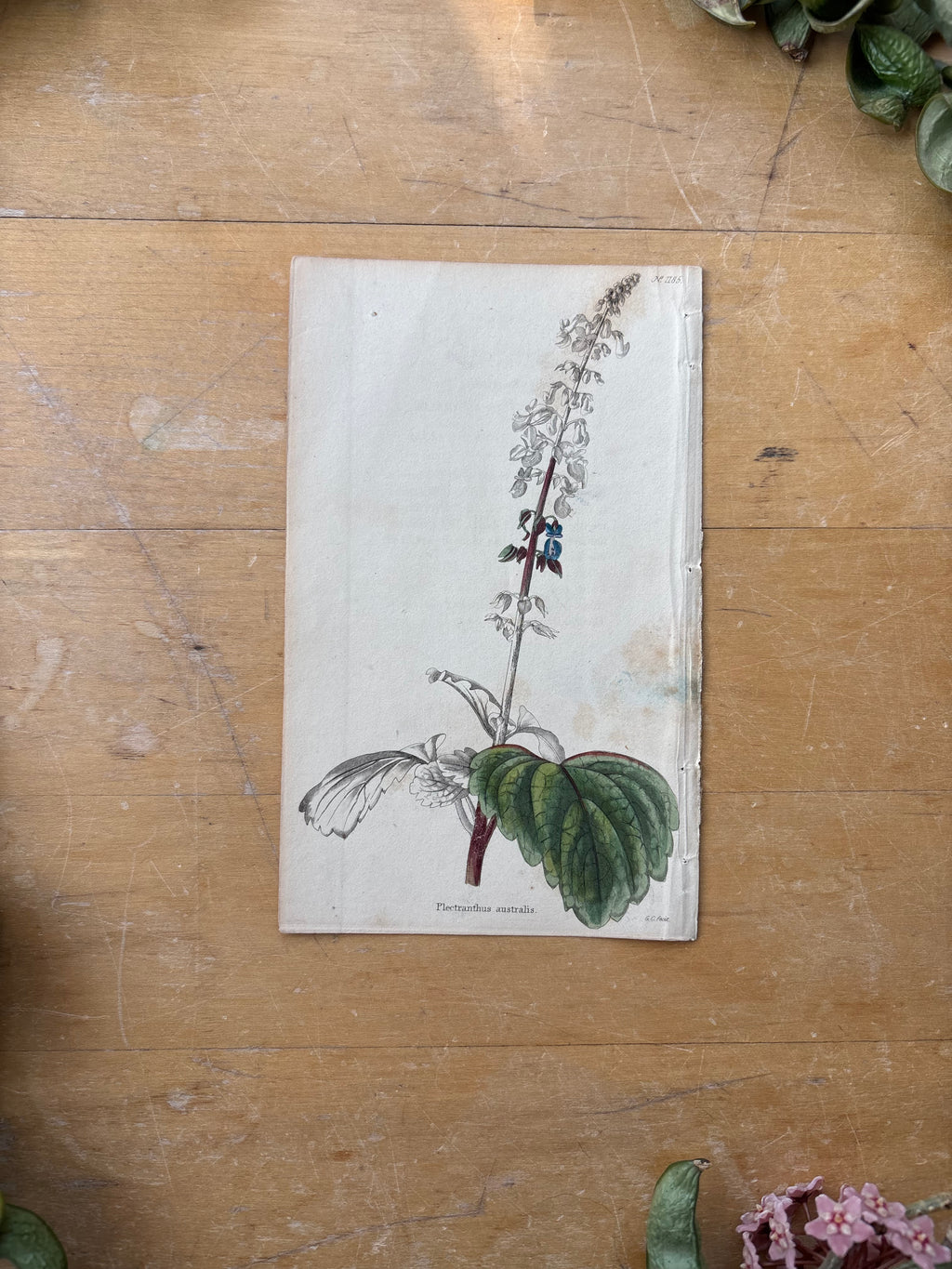 Antique Floral Etching, Plectranthus Australis