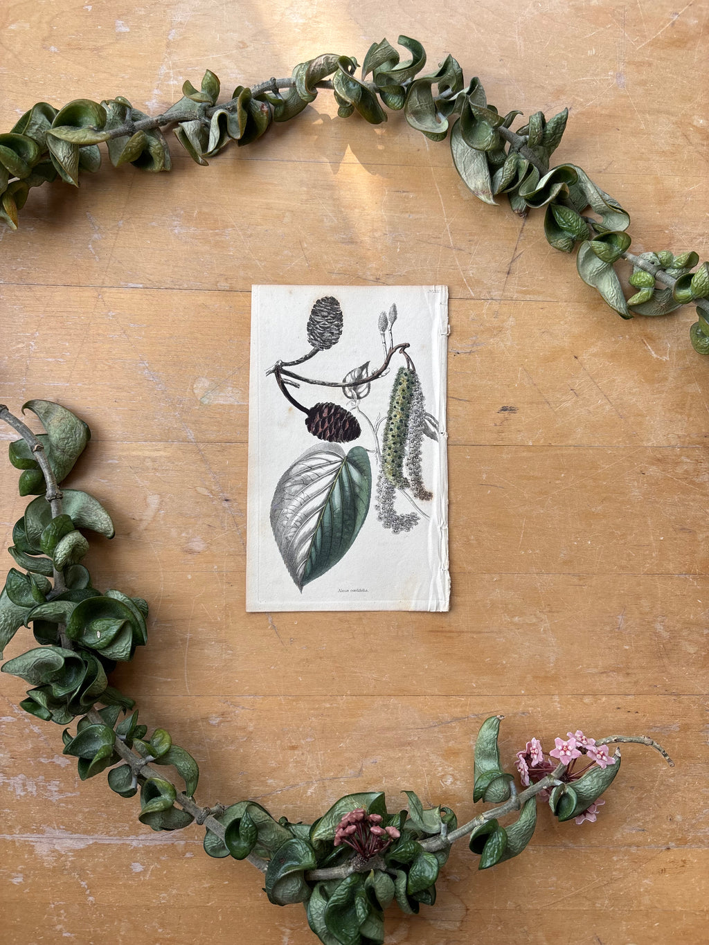 Antique Floral Etching, Plectranthus Alnus Cordifolia