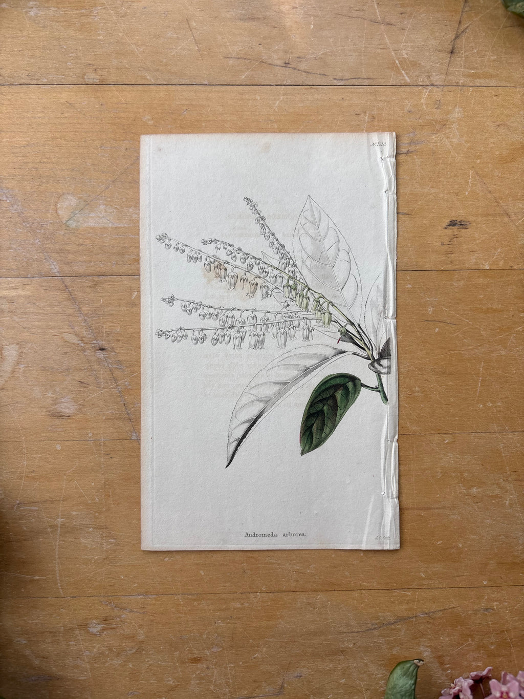 Antique Floral Etching, Andromeda Arborea