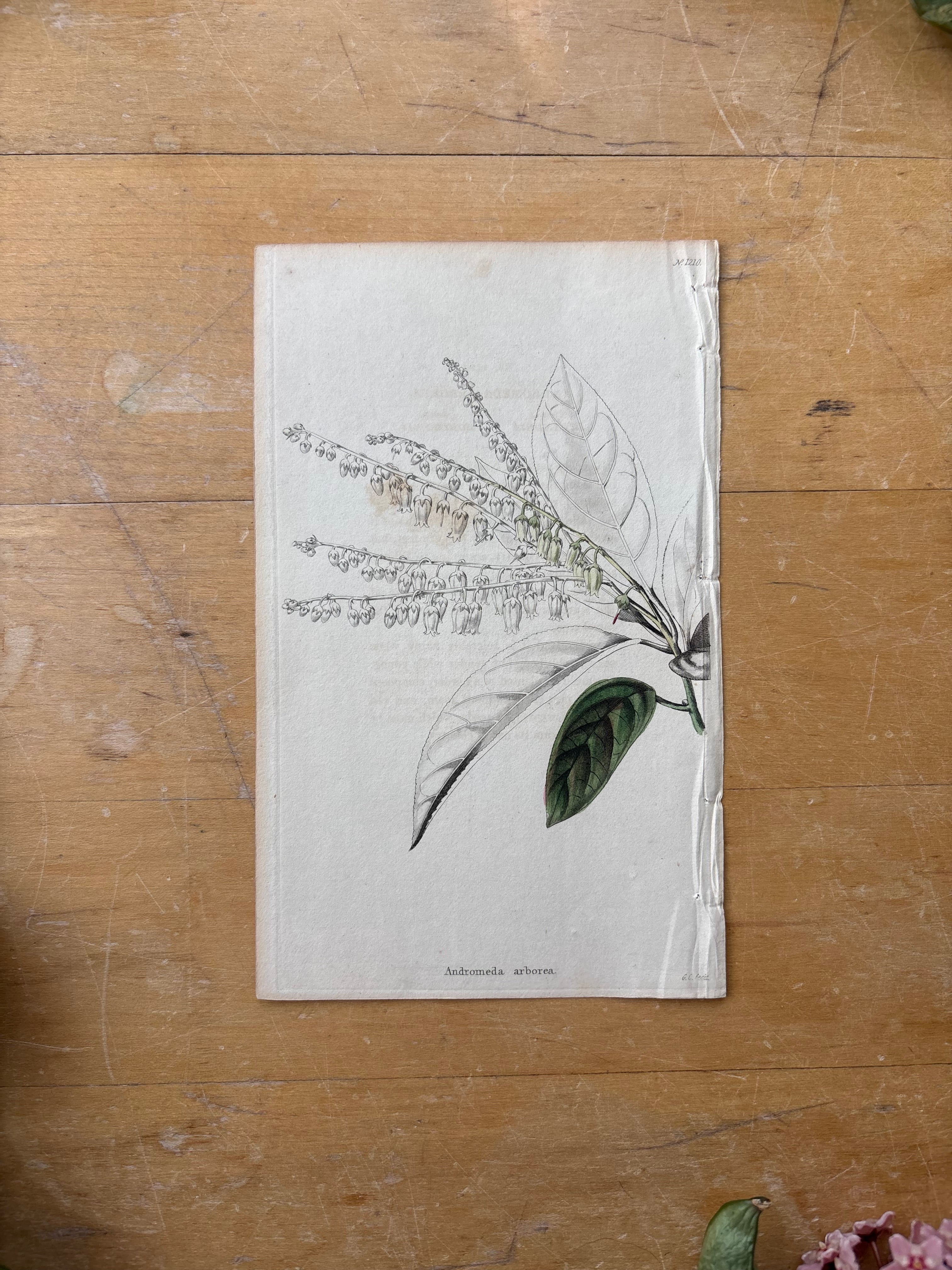 Antique Floral Etching, Andromeda Arborea