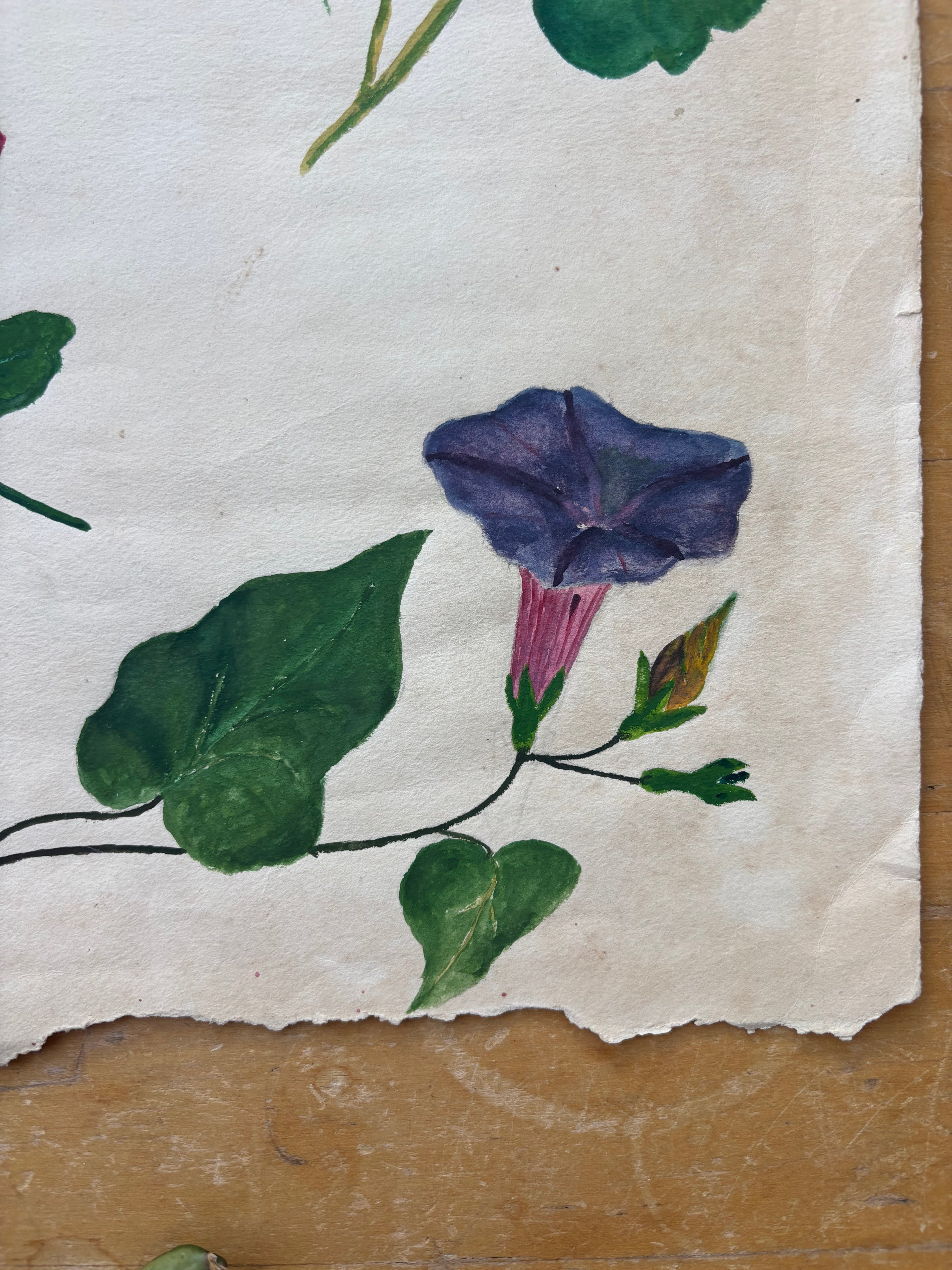 Morning Glory and Nasturtium Watercolor Study