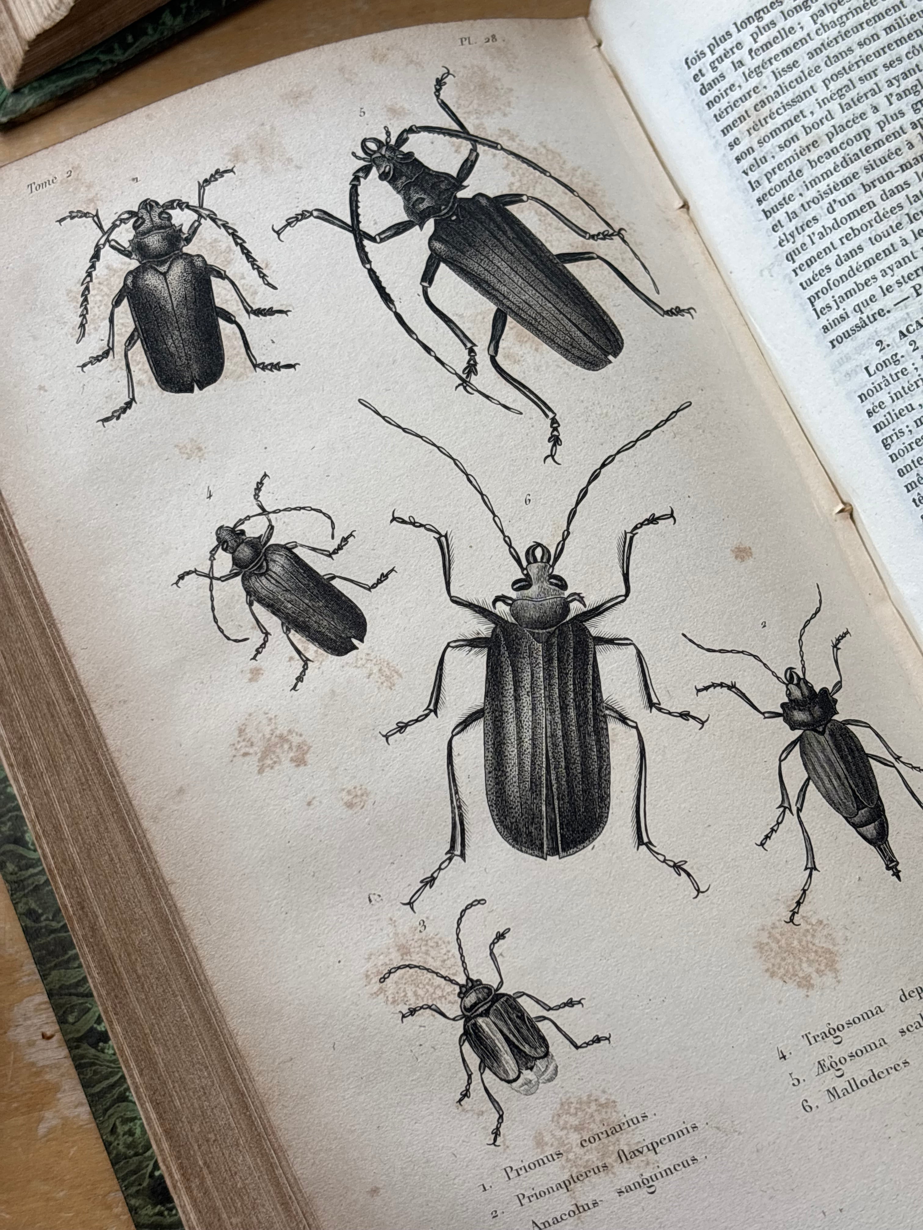 "Histoire des Insects" Volumes 1-4, 1840
