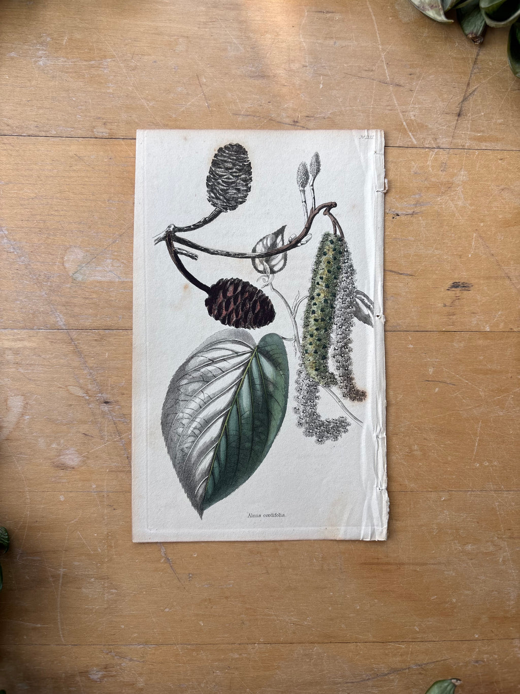 Antique Floral Etching, Plectranthus Alnus Cordifolia