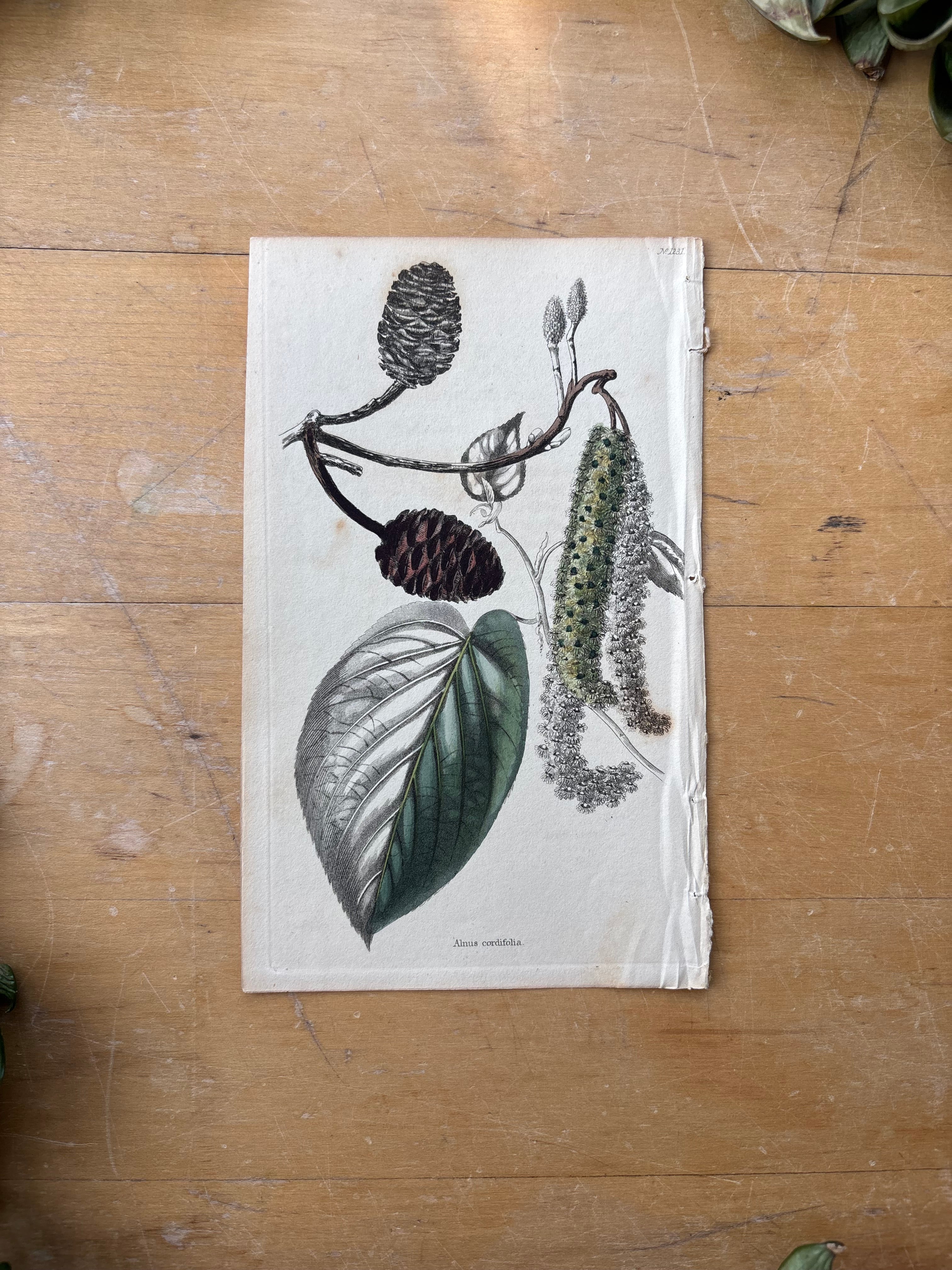 Antique Floral Etching, Plectranthus Alnus Cordifolia