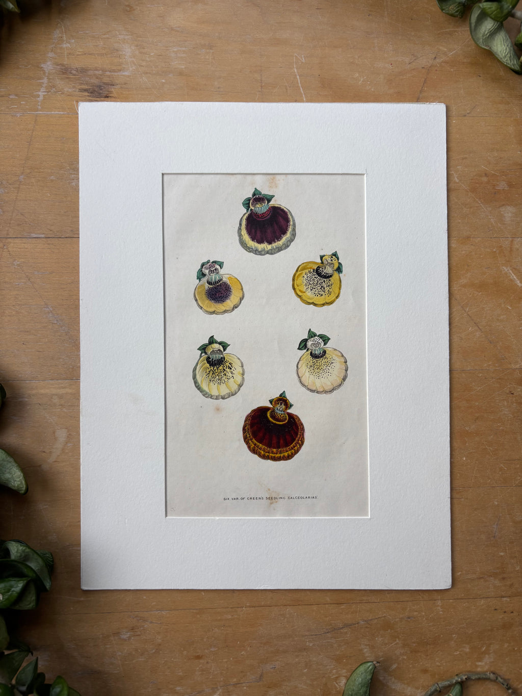 Calceolaris Seedling Hand-Painted Etching