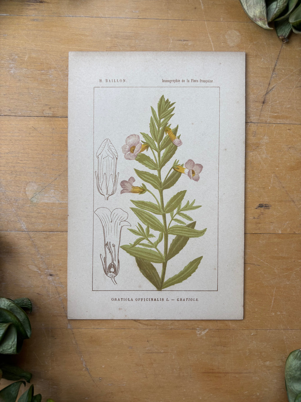 H. Baillon Floral - Gratolia Officinalis Gratiole