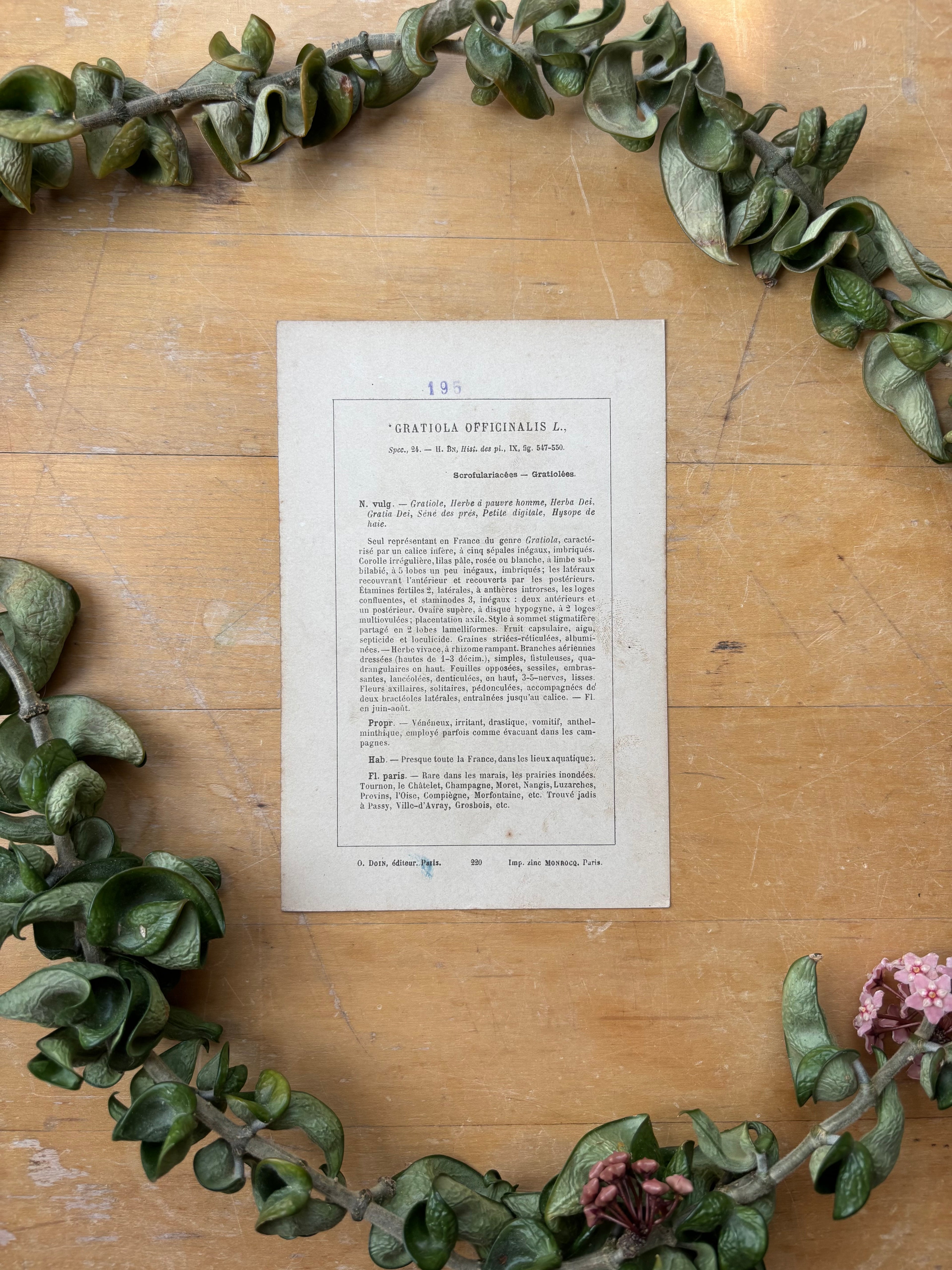 H. Baillon Floral - Gratolia Officinalis Gratiole