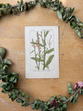 H. Baillon Floral - Lobelia Urens Lobelie brulante