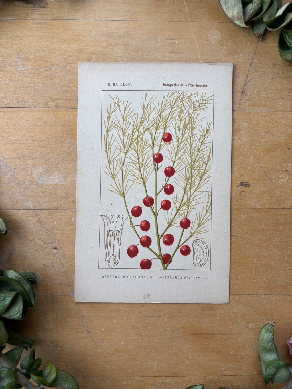 H. Baillon Floral - Asparagus Officinalis Asperge Officininale