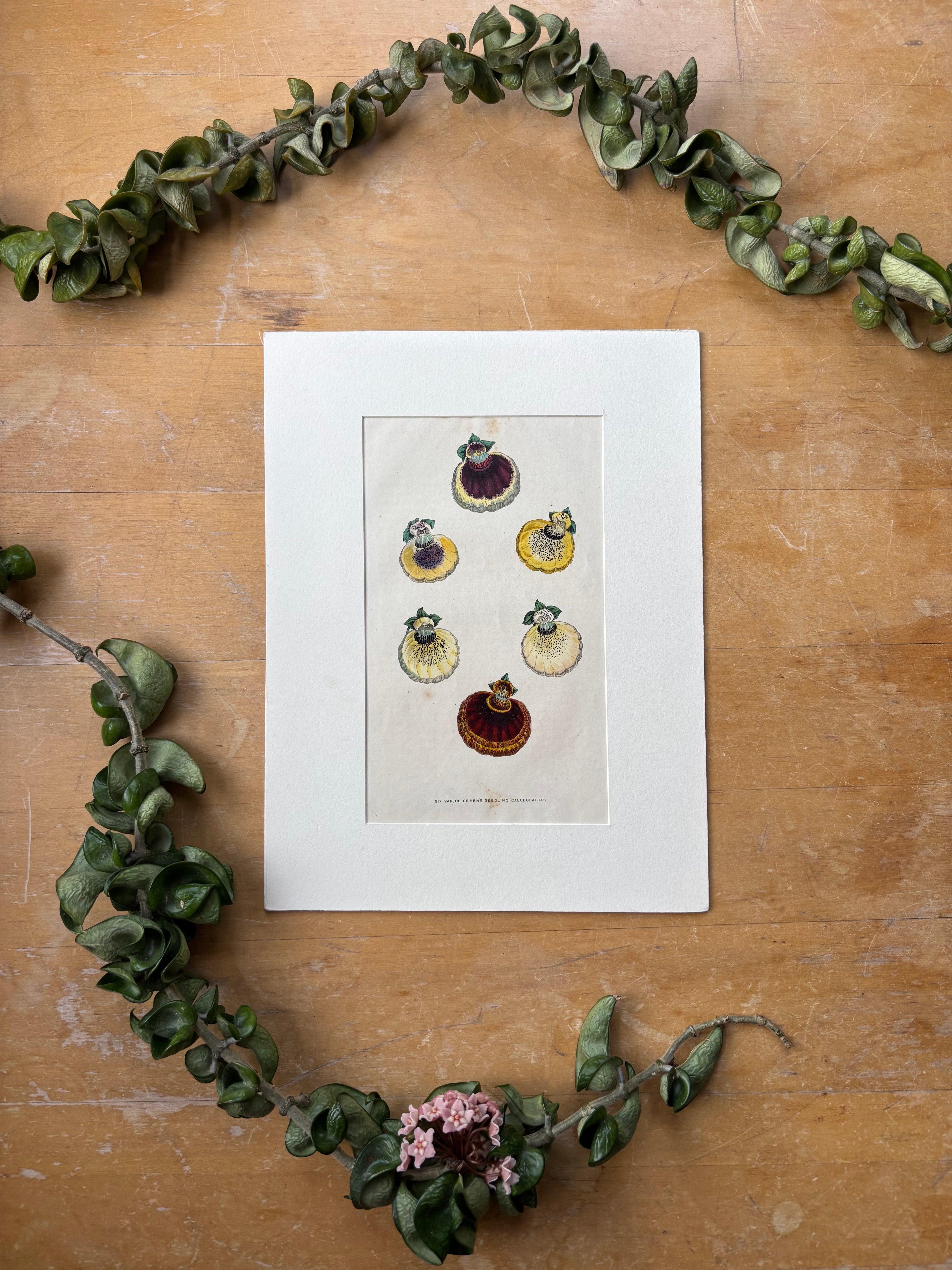 Calceolaris Seedling Hand-Painted Etching