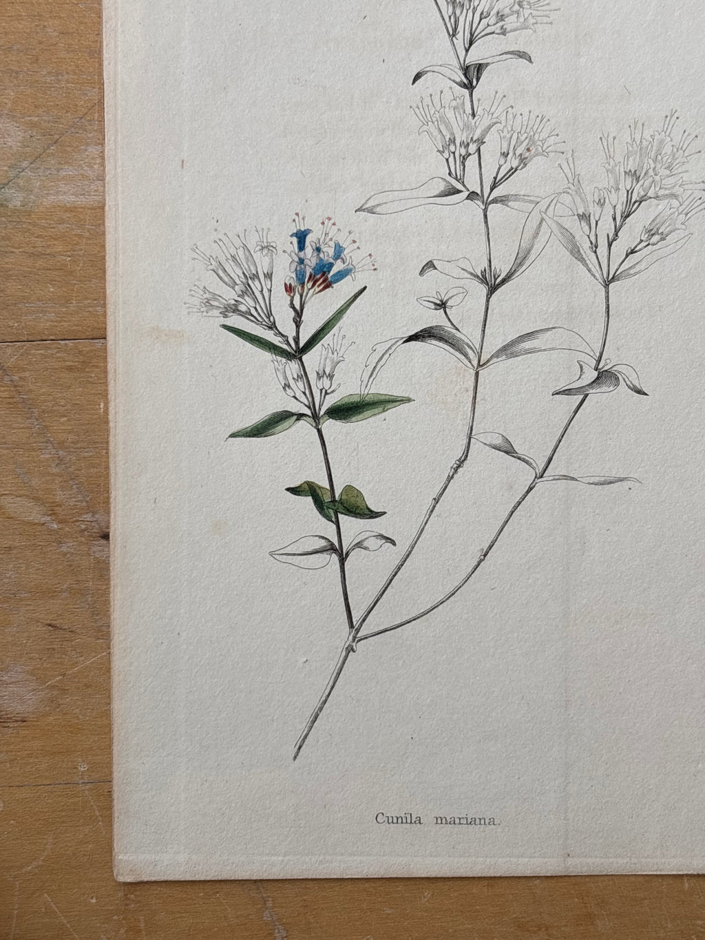 Antique Floral Etching, Cunila-Mariana
