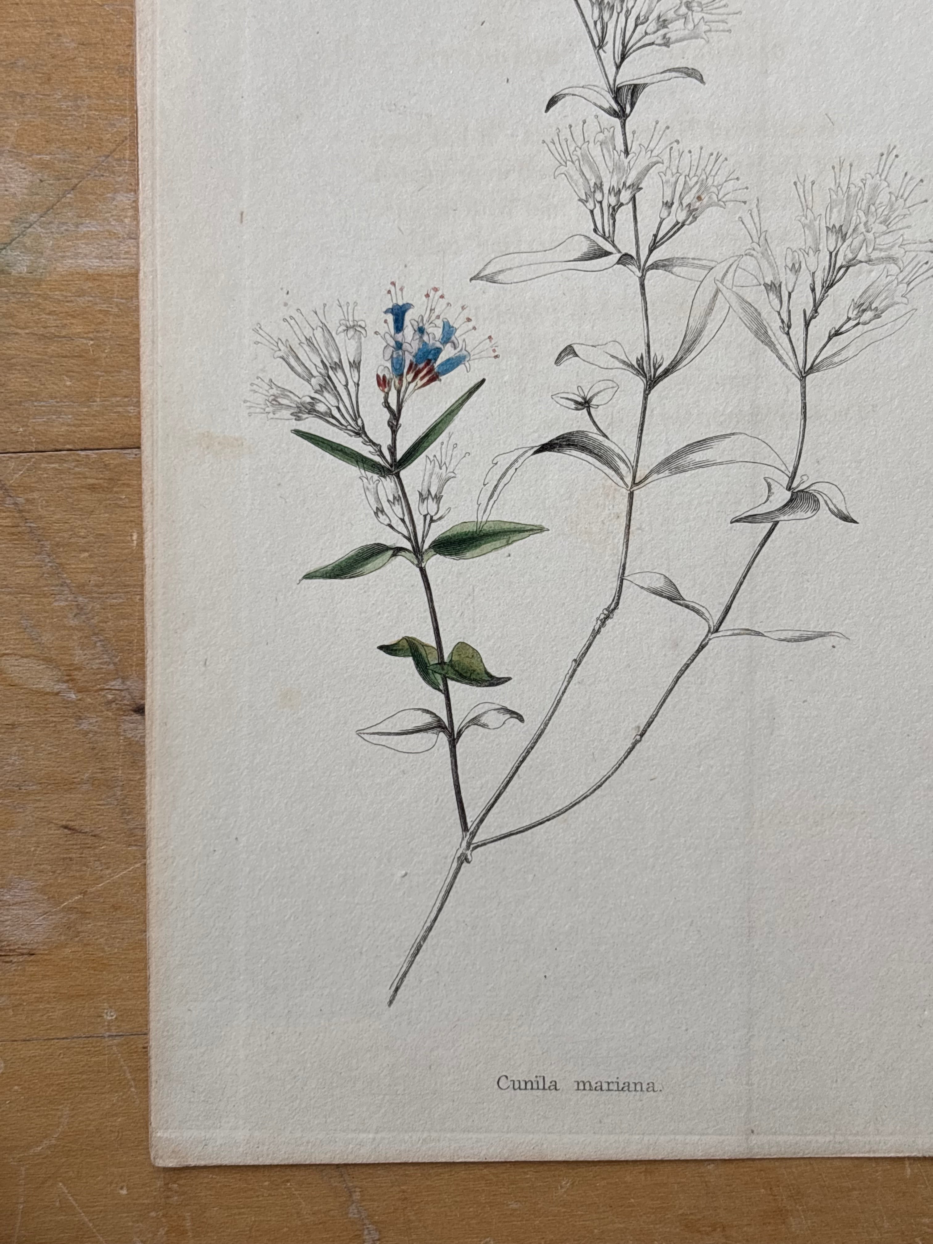 Antique Floral Etching, Cunila-Mariana